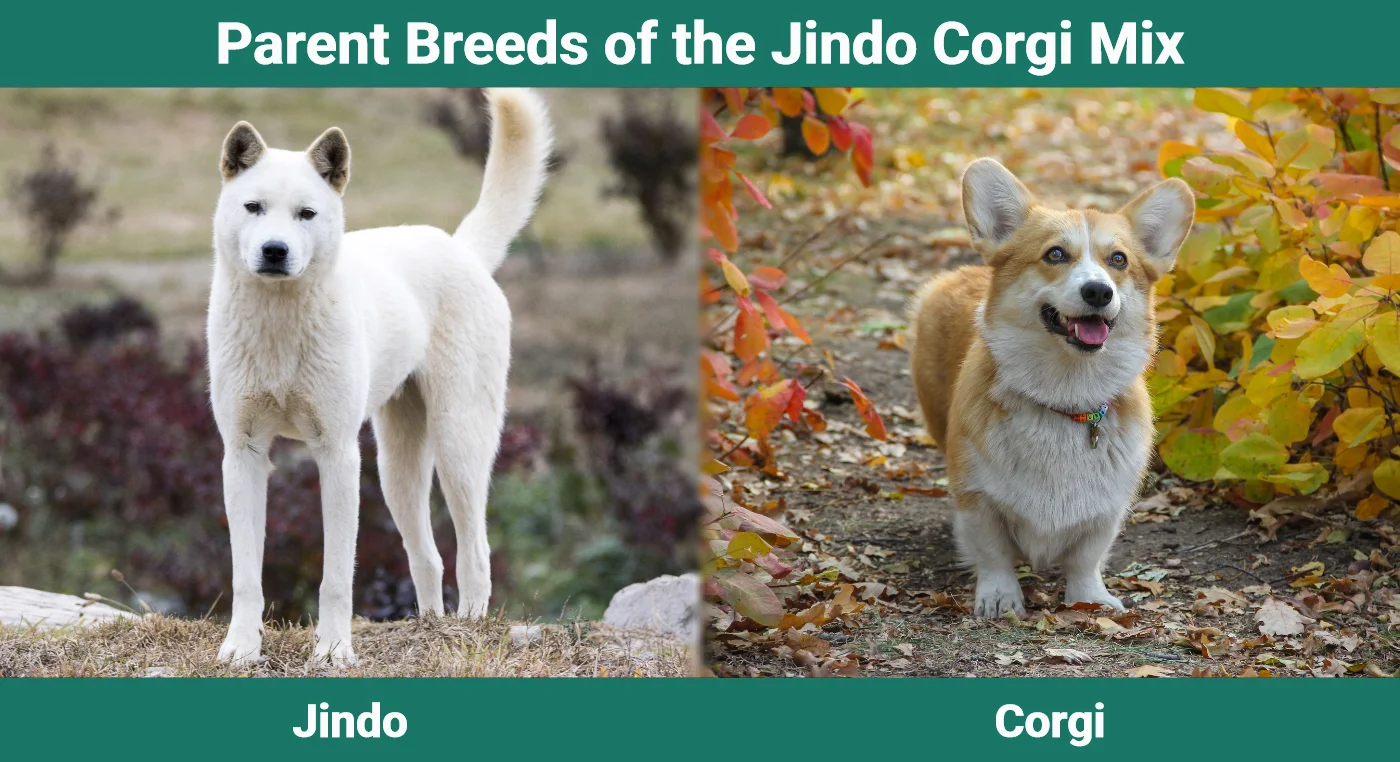 Parent breeds of the Jindo Corgi Mix