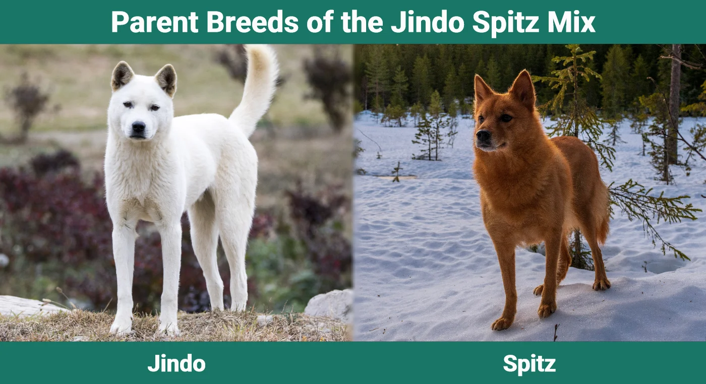 Parent breeds of the Jindo Spitz Mix