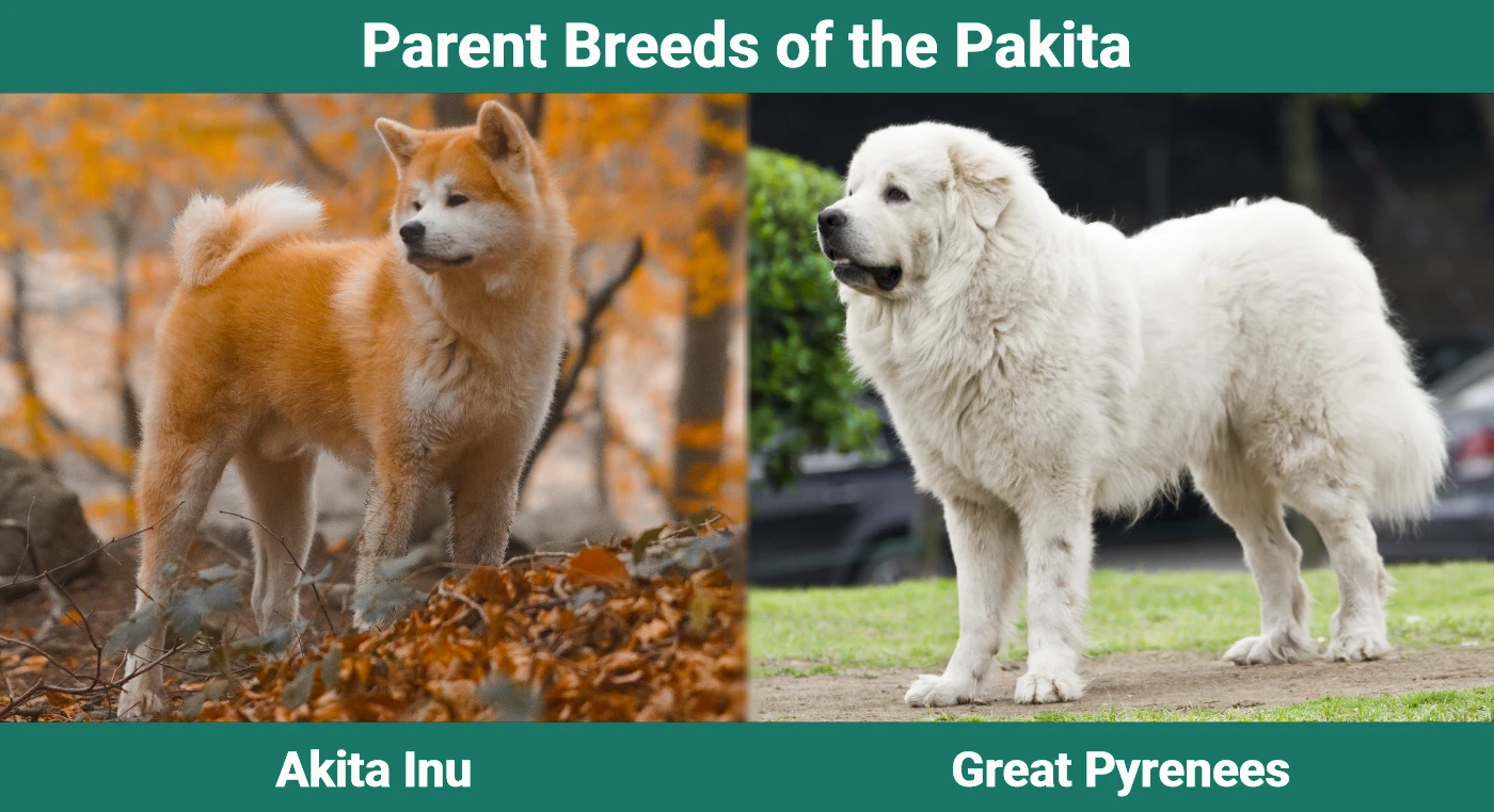 Parent breeds of the Pakita (Akita Great Pyrenees Mix)