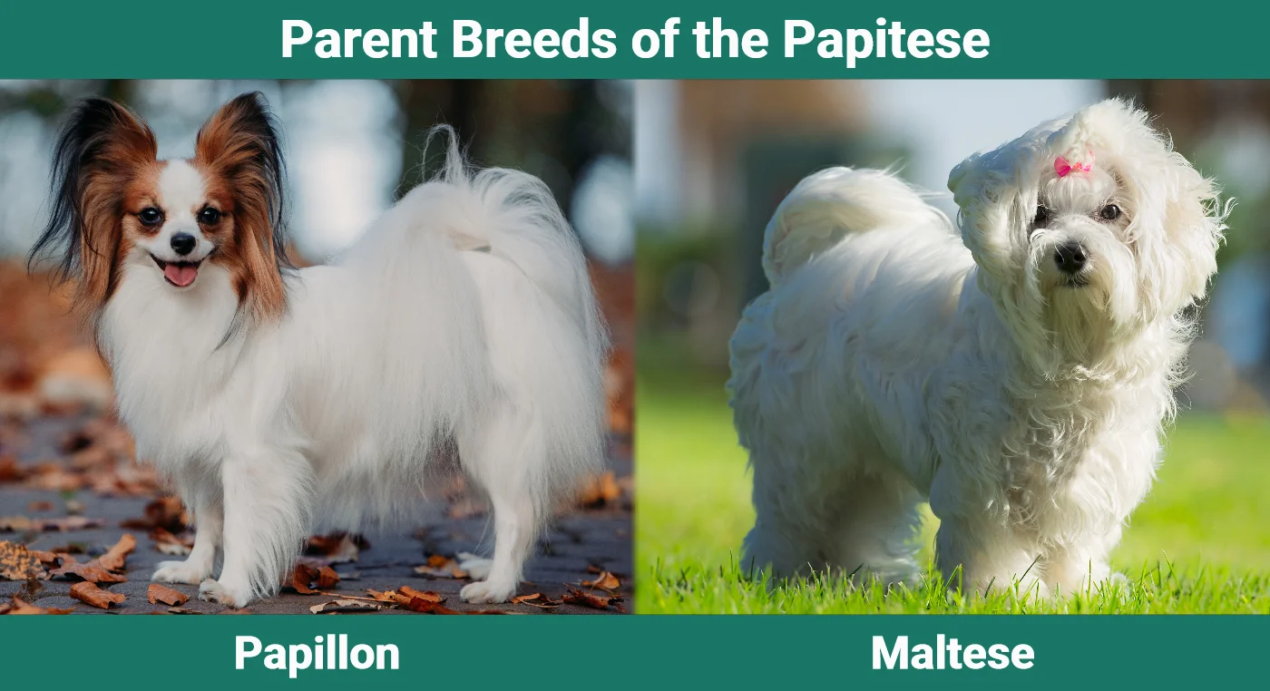 Parent breeds of the Papitese (Papillon Maltese Mix)
