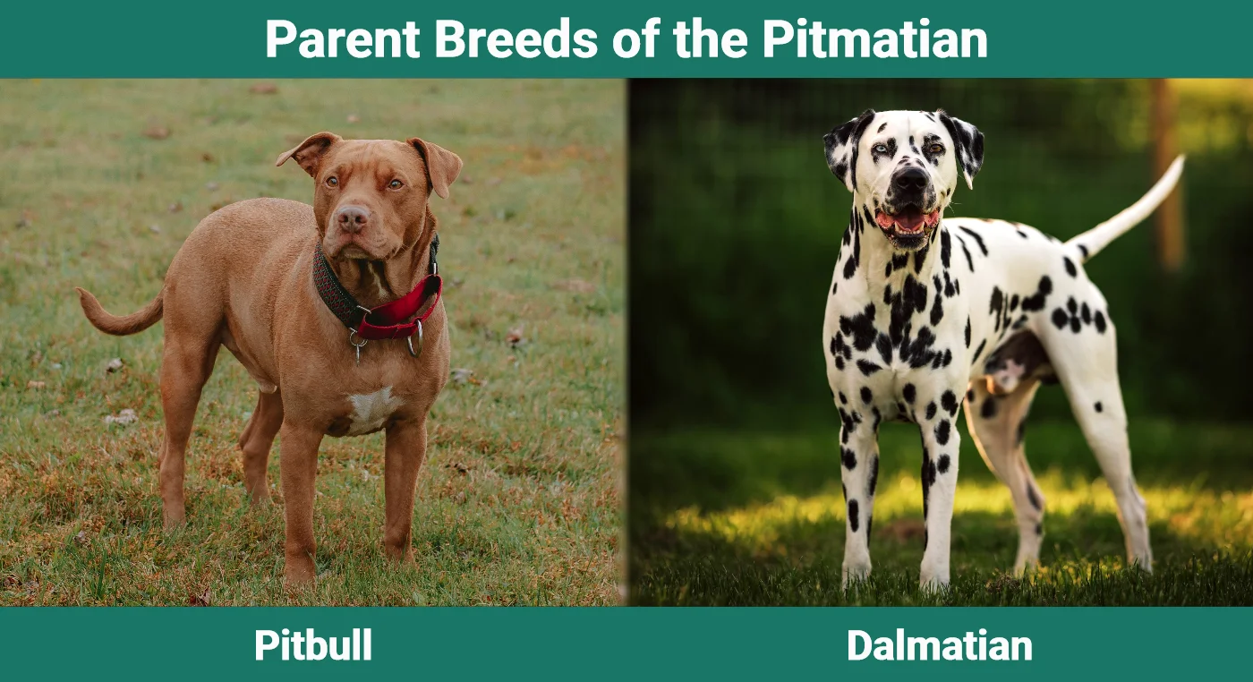 Parent breeds of the Pitmatian (Pitbull Dalmatian Mix)