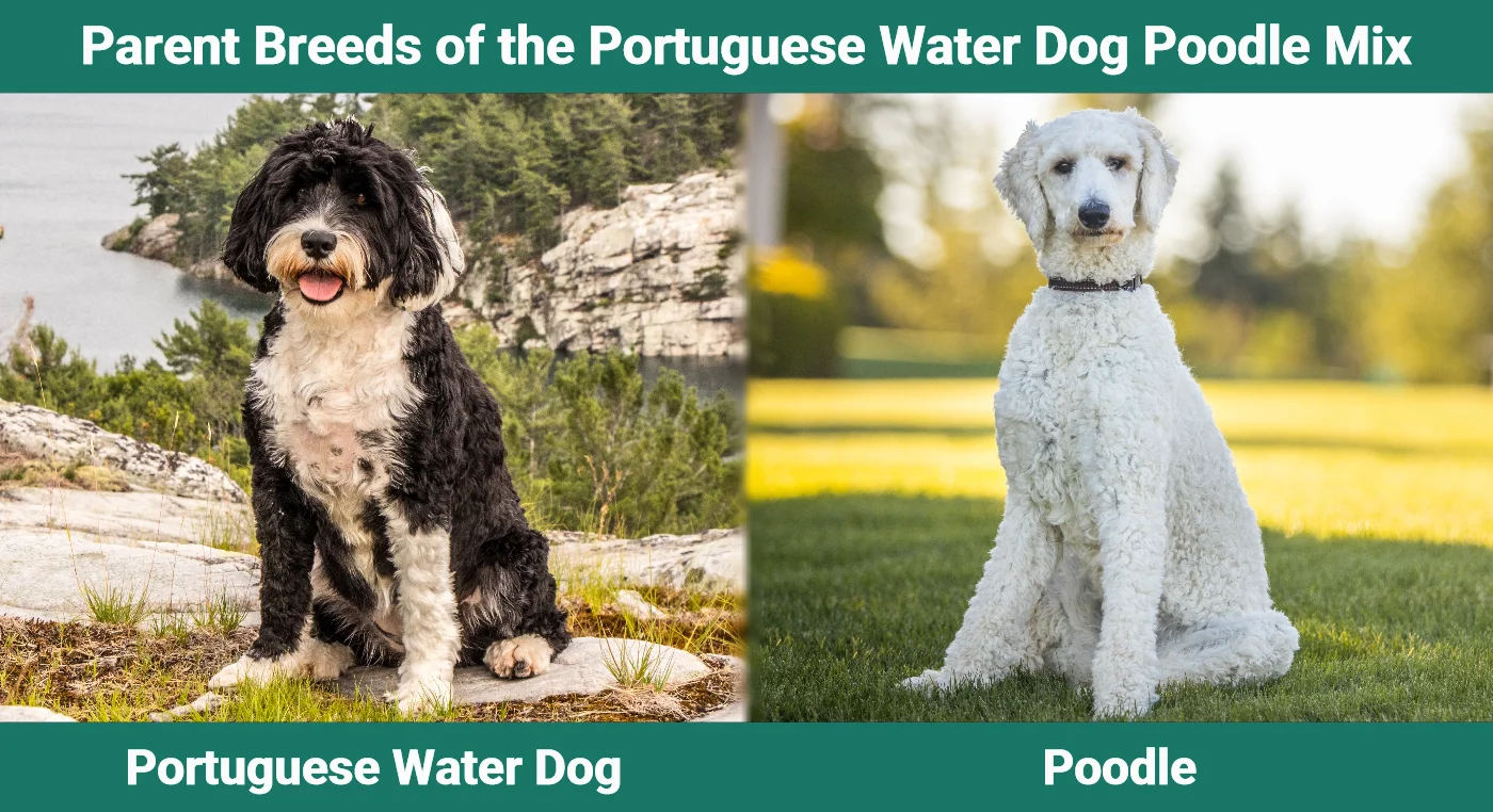 Parent breeds of the Portuguese Water Dog Poodle Mix