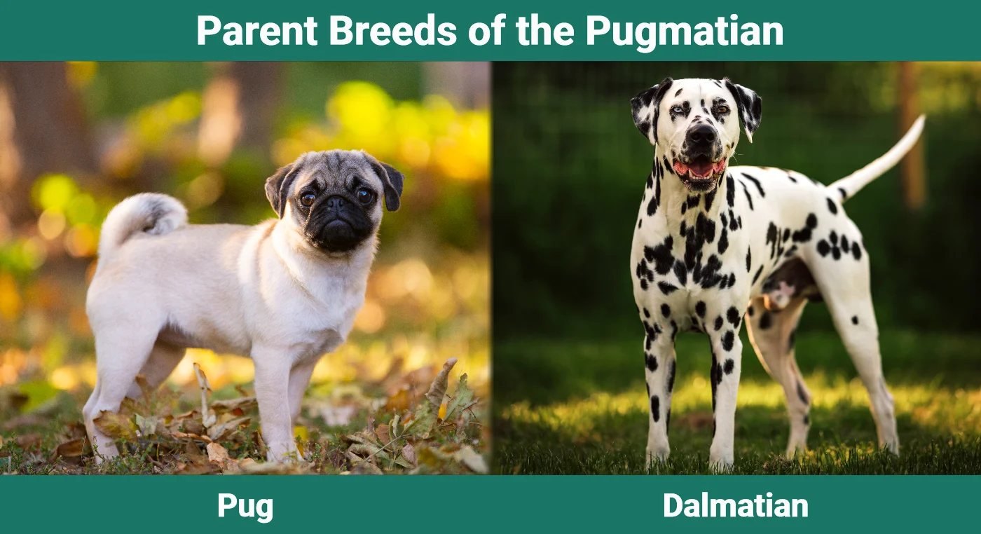Parent breeds of the Pugmatian