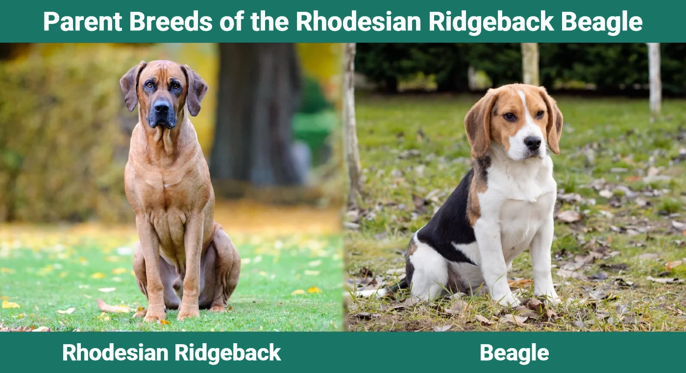 Parent breeds of the Rhodesian Beagle
