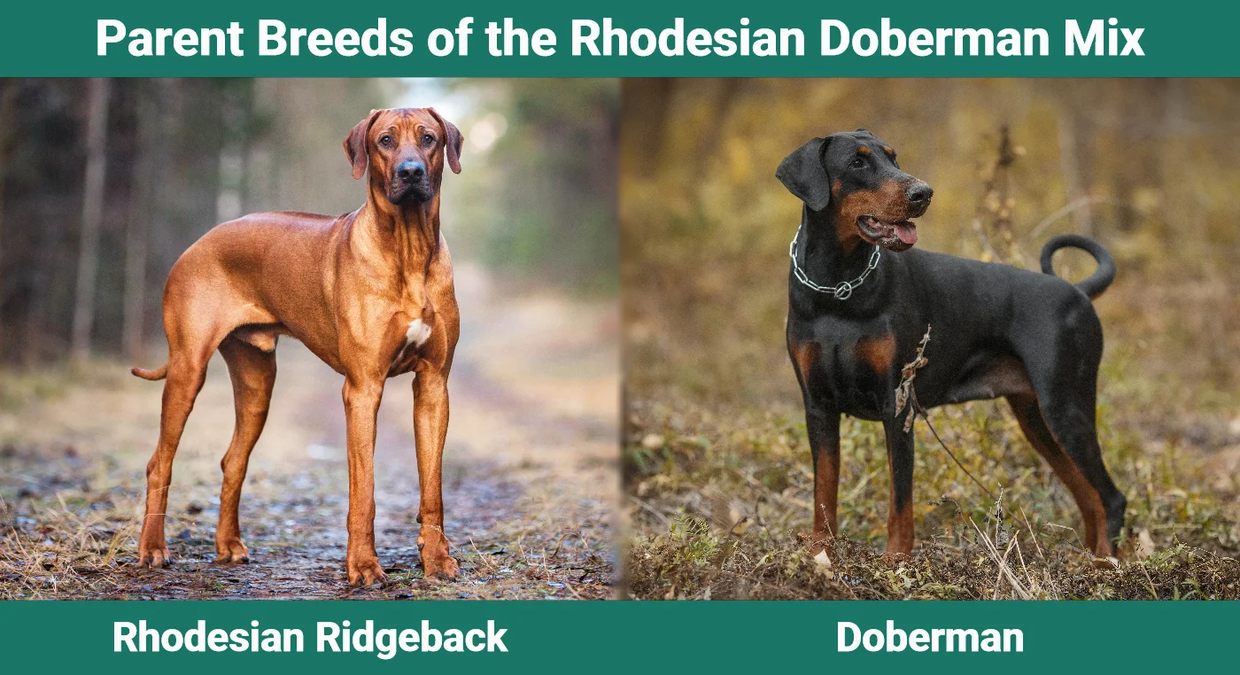 Parent breeds of the Rhodesian Doberman Mix