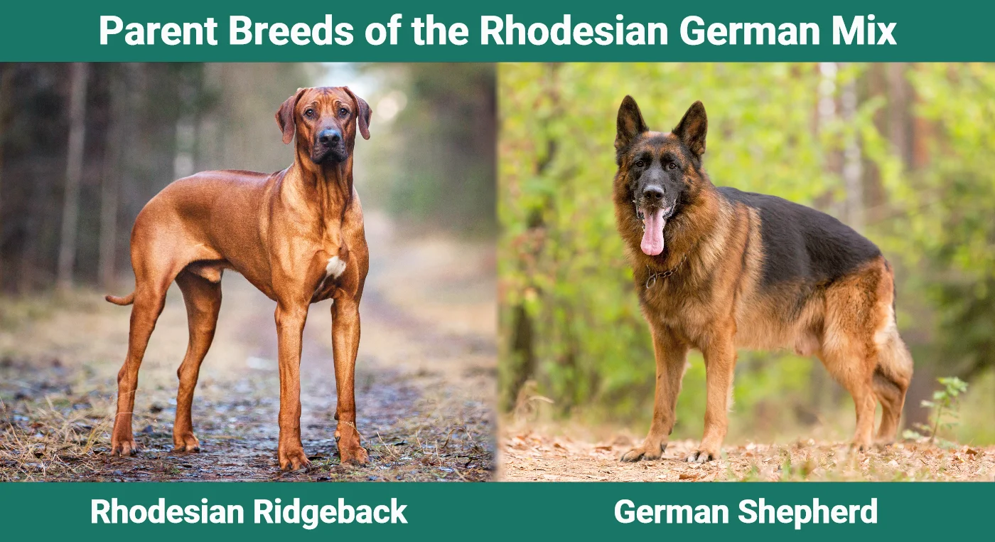 Parent breeds of the Rhodesian German Mix