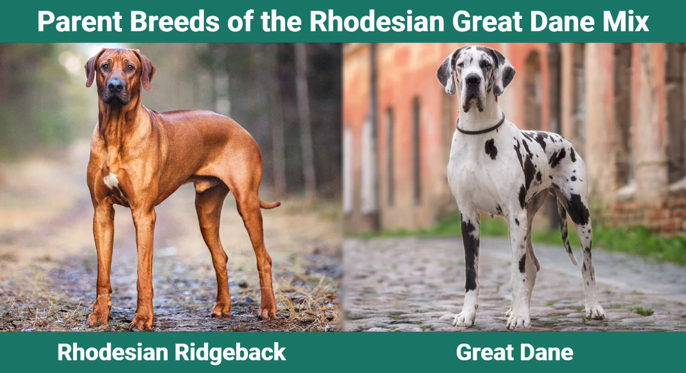 Parent breeds of the Rhodesian Great Dane Mix
