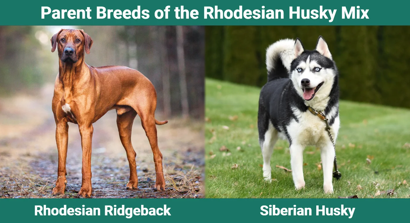 Parent breeds of the Rhodesian Husky Mix