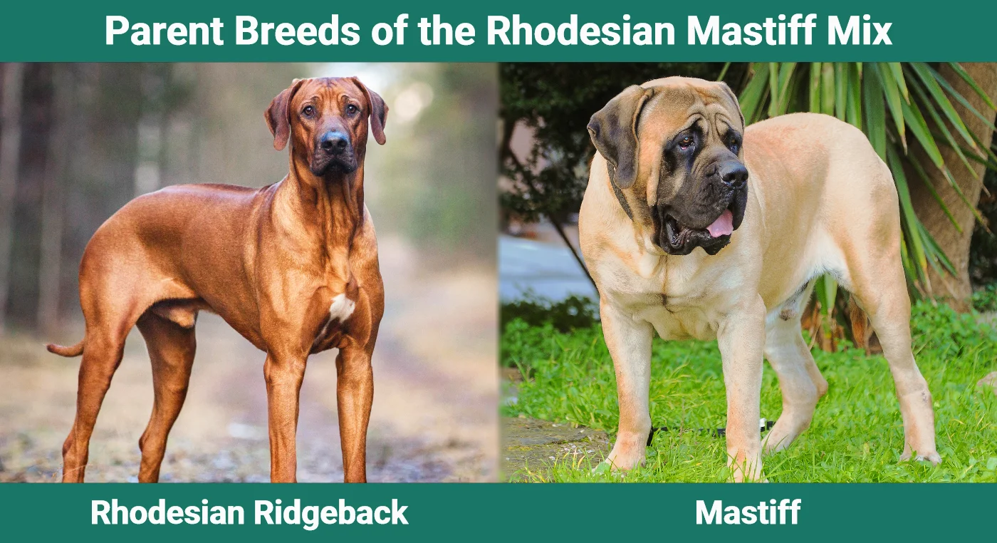 Parent breeds of the Rhodesian Mastiff Mix