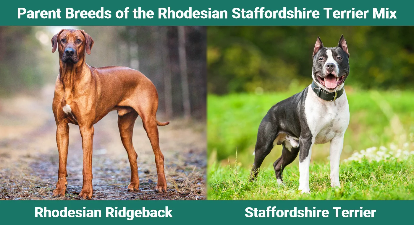 Parent breeds of the Rhodesian Staffordshire Terrier Mix
