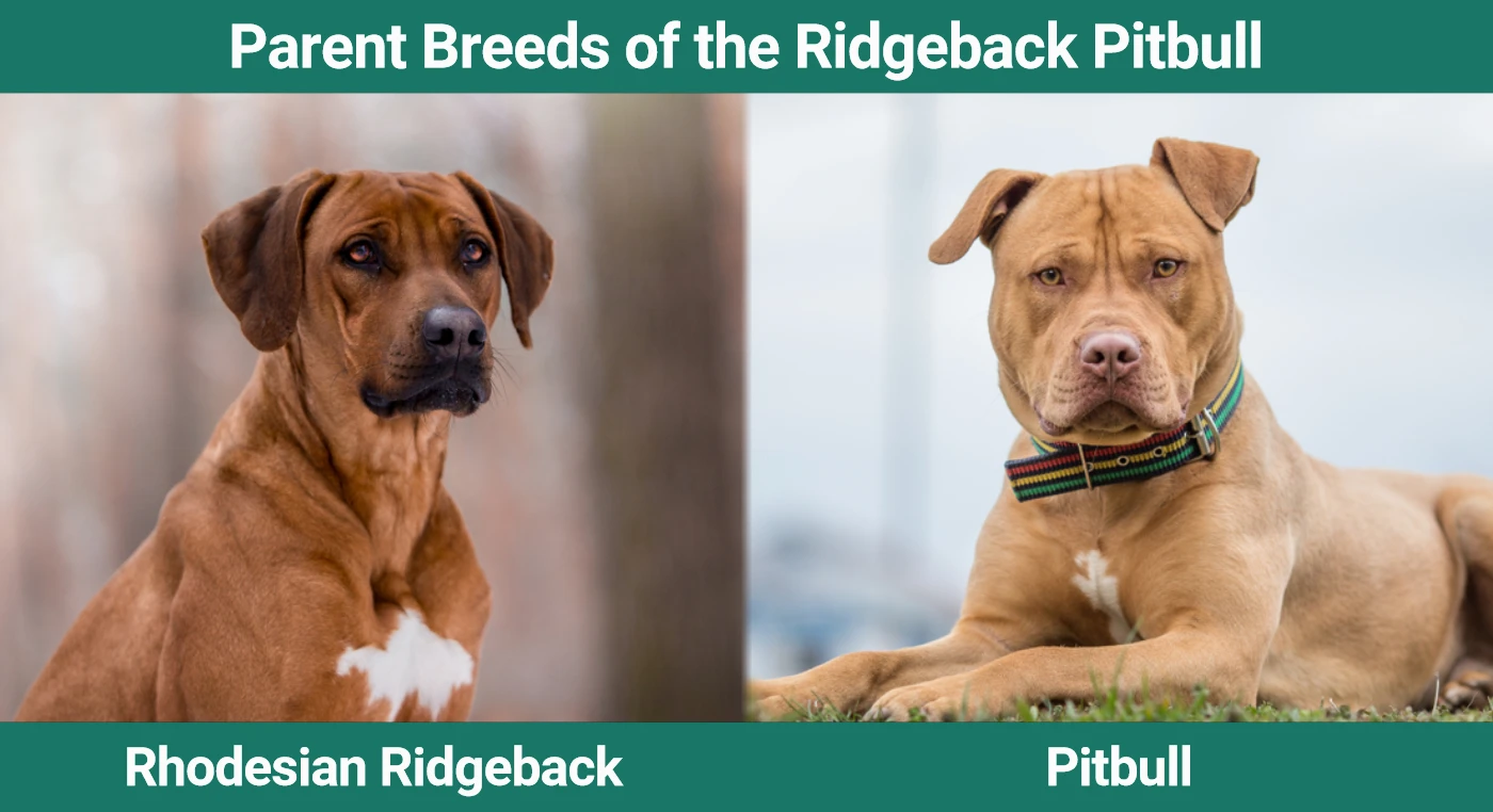 Parent breeds of the Ridgeback Pitbull