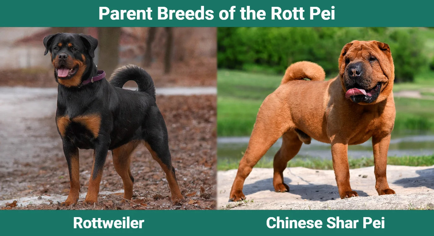 Parent breeds of the Rott Pei (Shar Pei Rottweiler Mix)