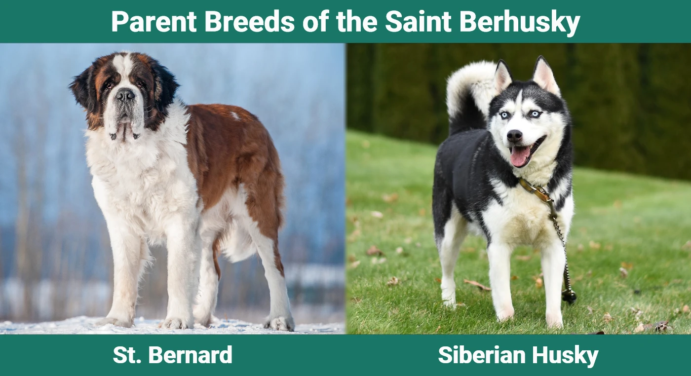 Parent breeds of the Saint Berhusky