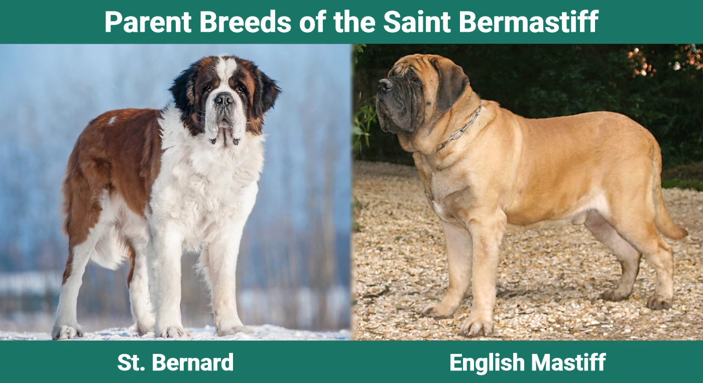 Parent breeds of the Saint Bermastiff