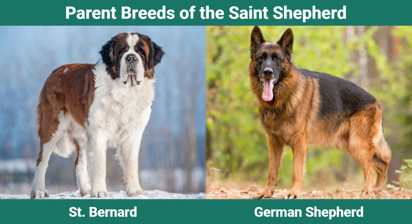 Parent breeds of the Saint Shepherd