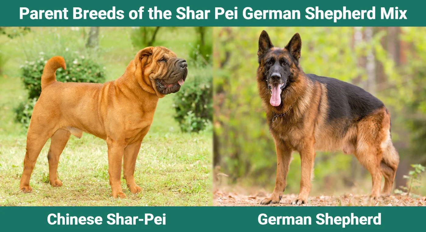 Parent breeds of the Shar Pei German Shepherd Mix
