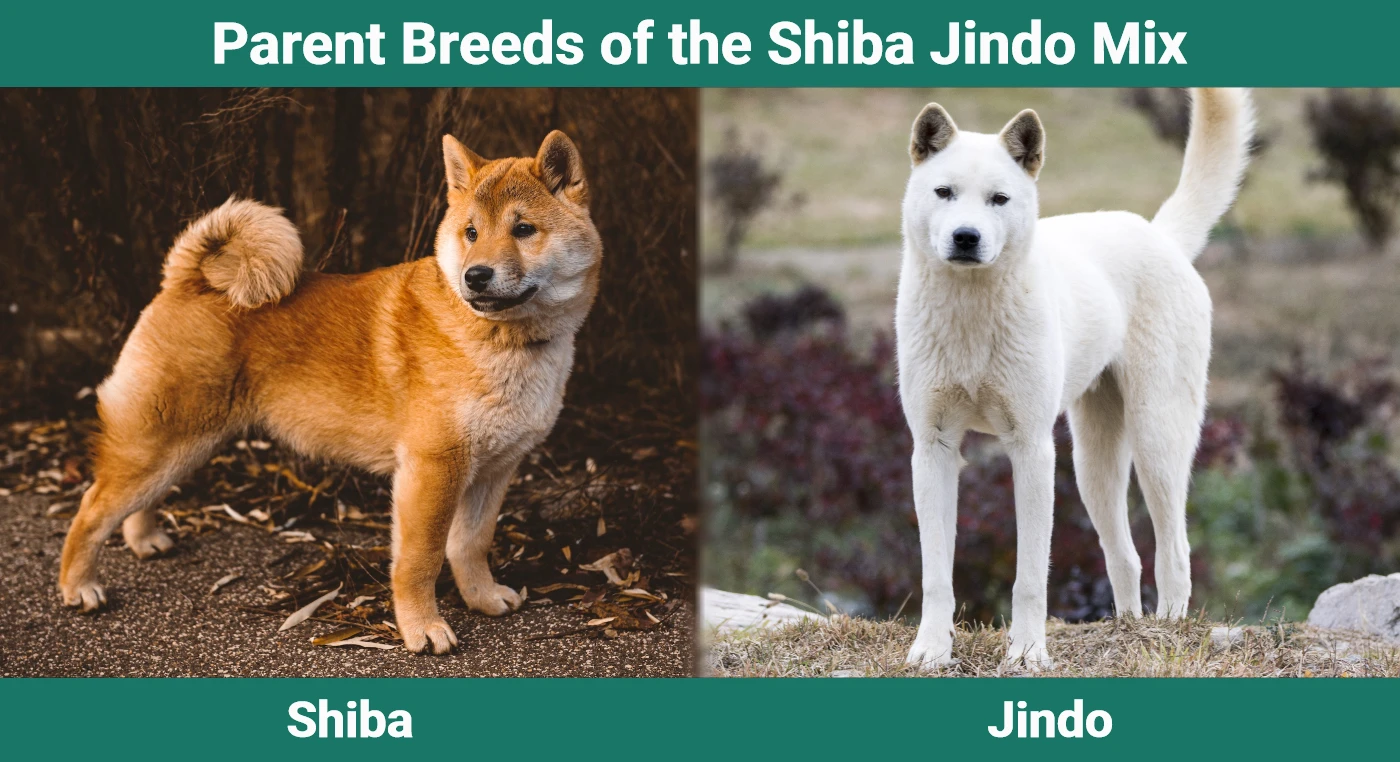 Parent breeds of the Shiba Jindo Mix