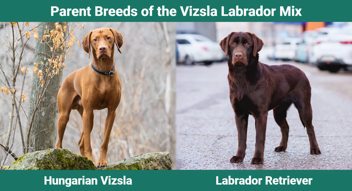 Parent breeds of the Vizsla Labrador Mix