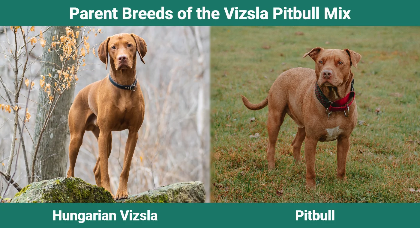 Parent breeds of the Vizsla Pitbull Mix