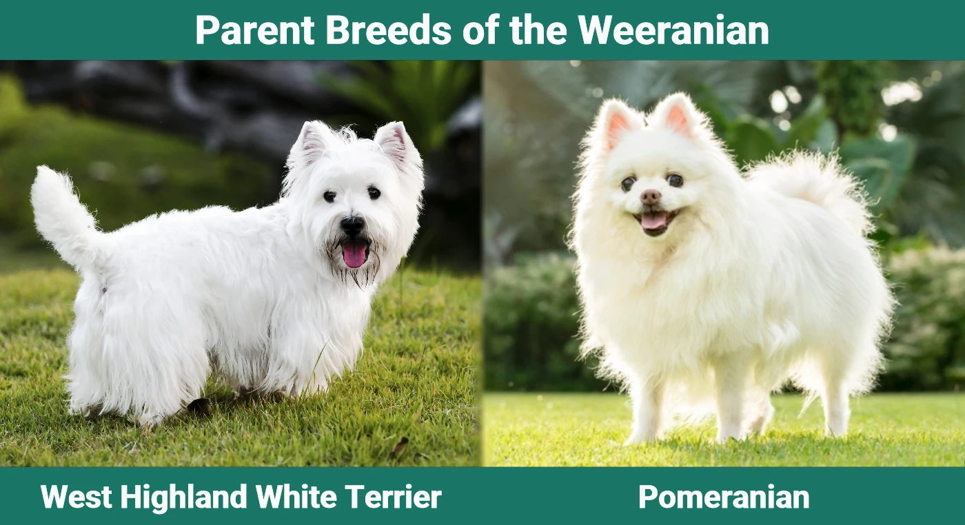 Parent breeds of the Weeranian (Westie Pomeranian Mix)