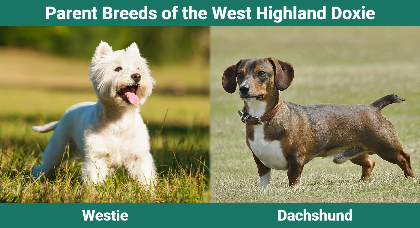 Parent breeds of the West Highland Doxie