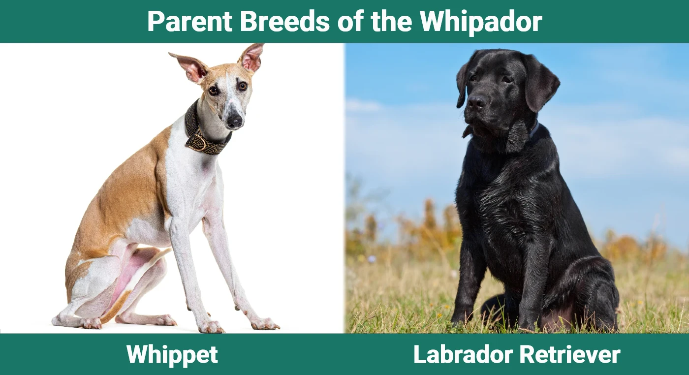 Parent breeds of the Whipador