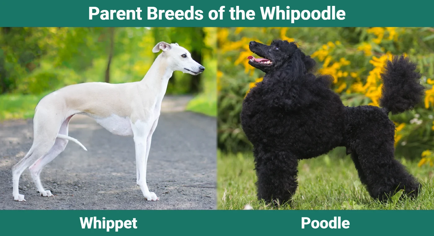 Parent breeds of the Whipoodle