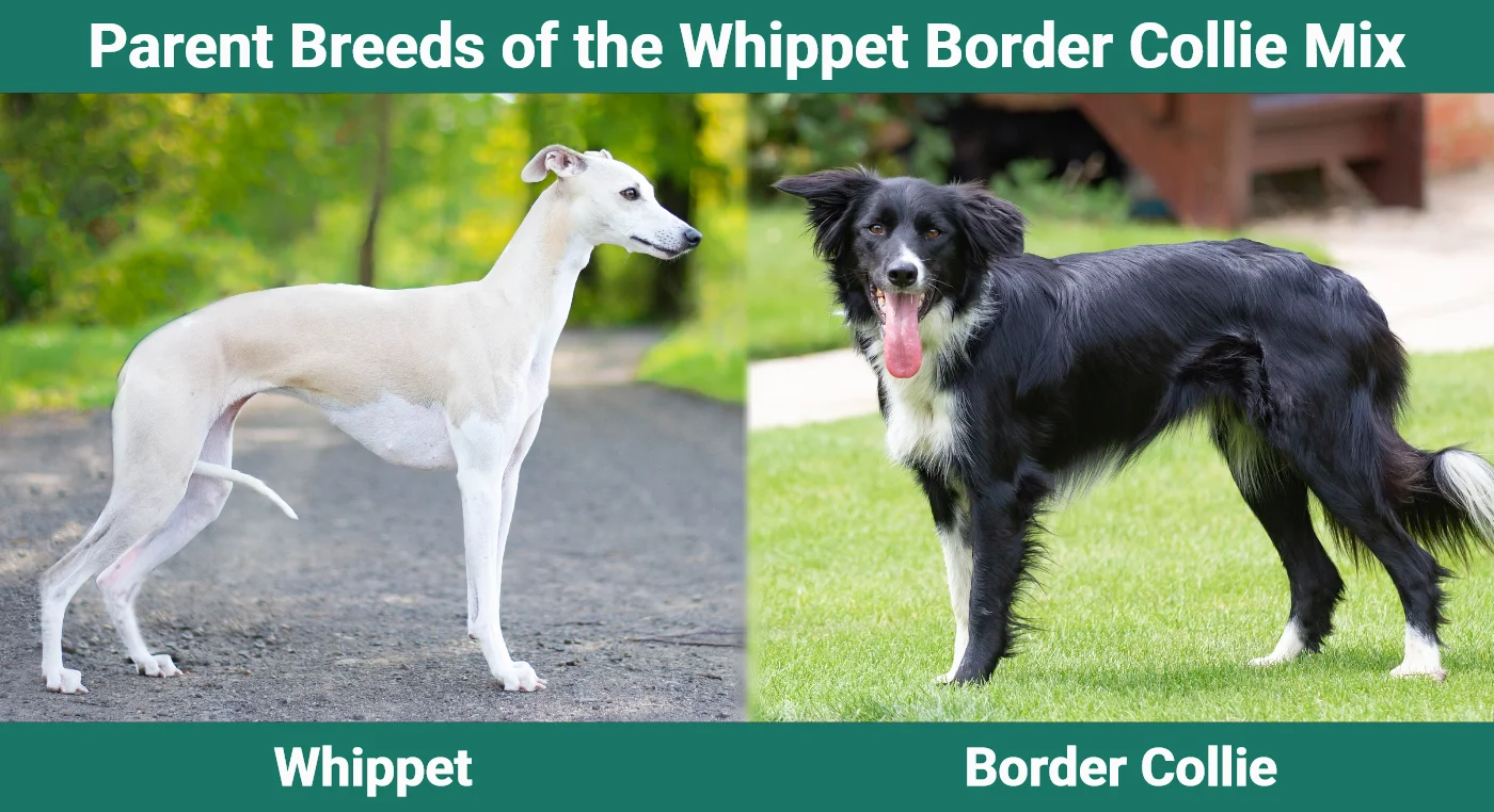 Parent breeds of the Whippet Border Collie Mix