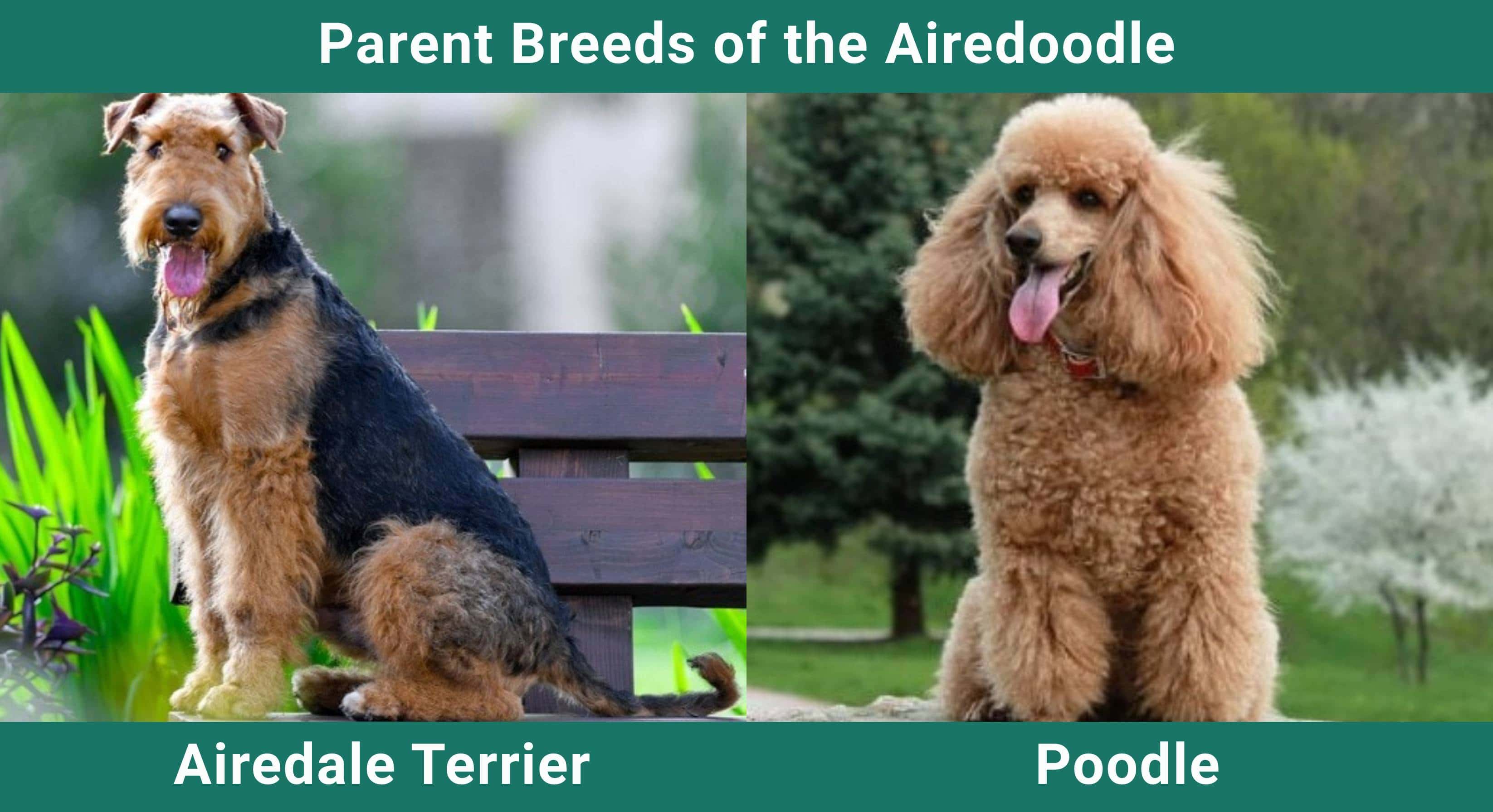 Parent_breeds_Airedoodle