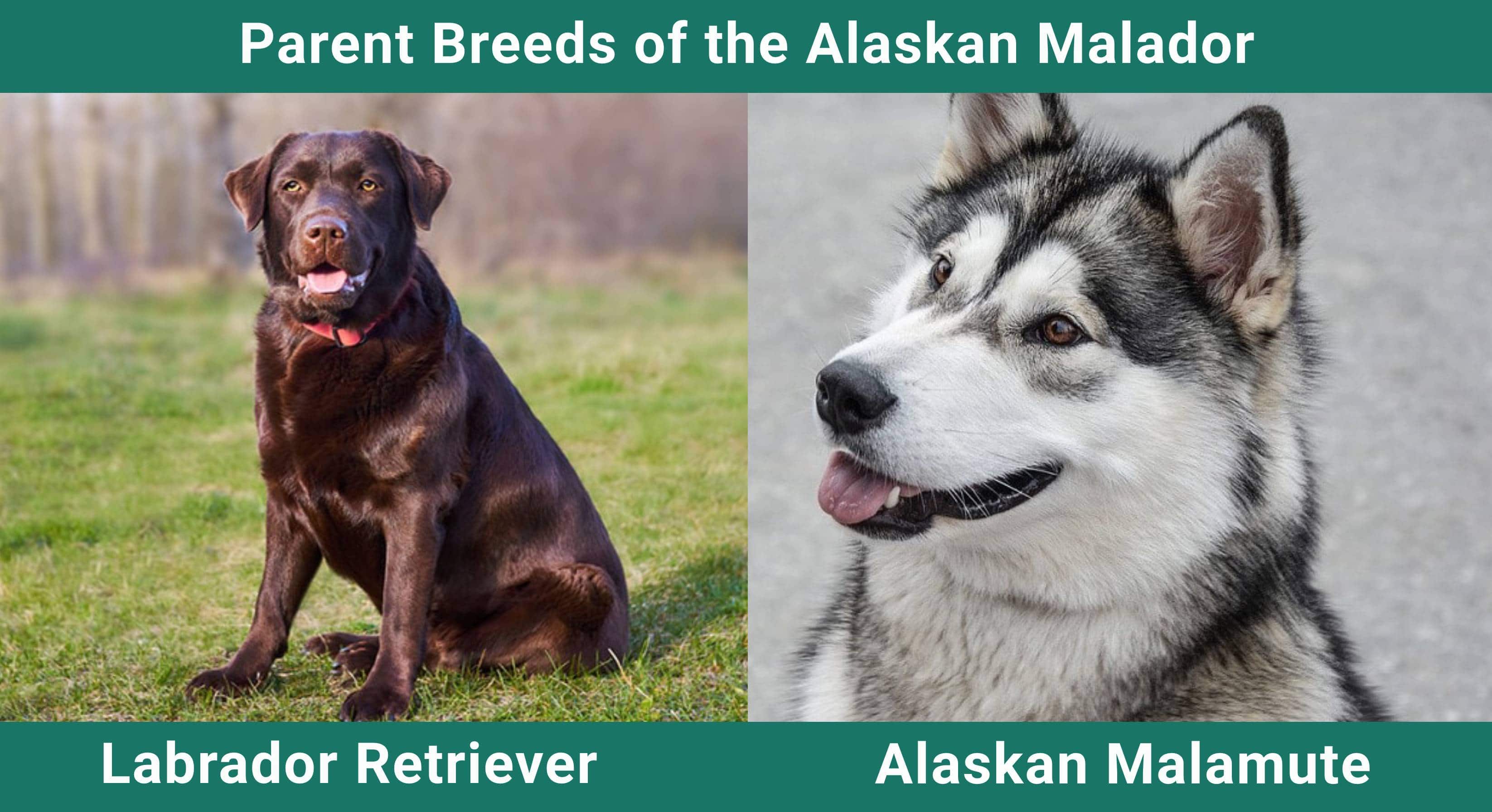 arent_breeds_Alaskan Malador