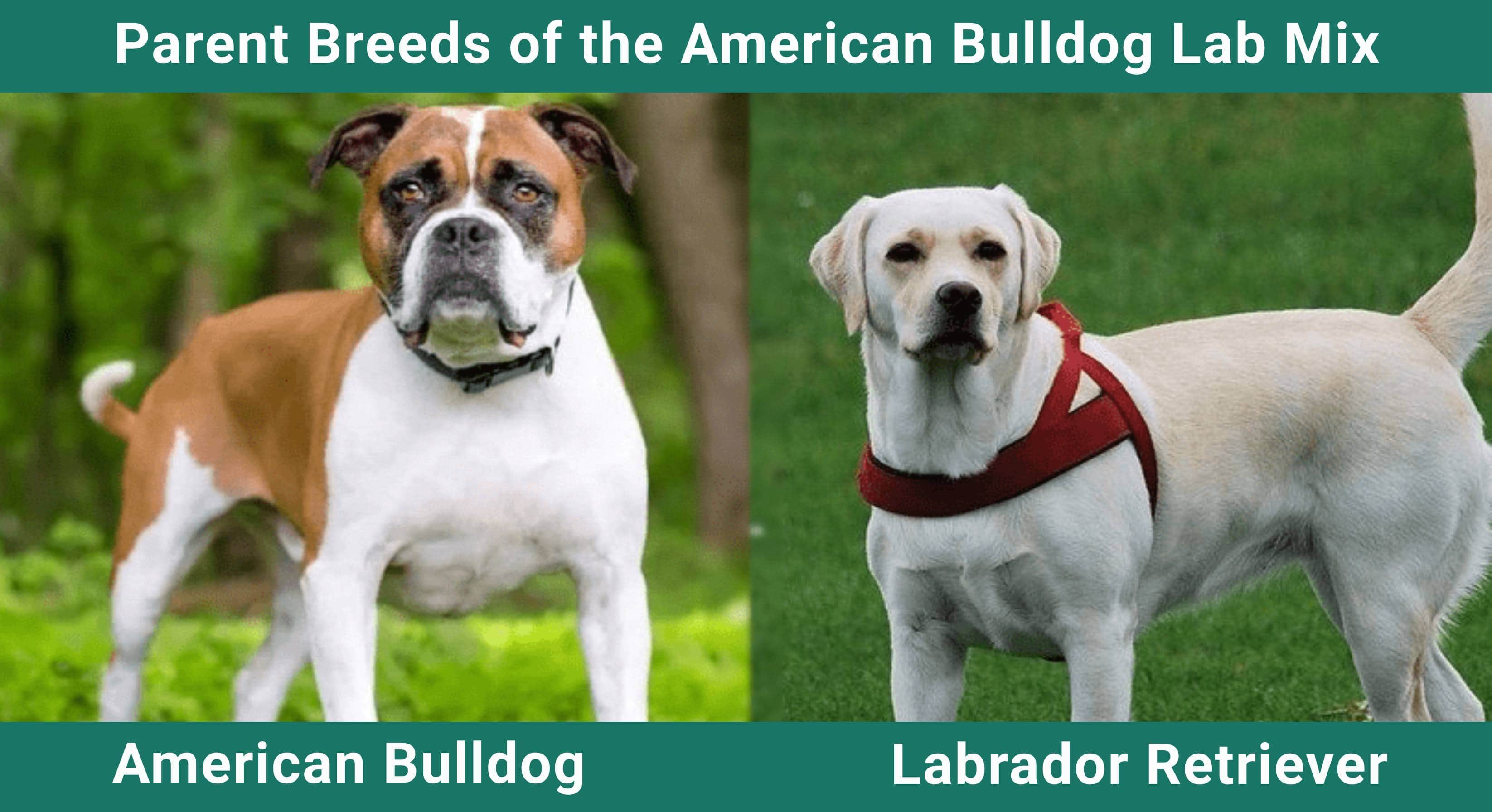 Parent_breeds_American-Bulldog-Lab