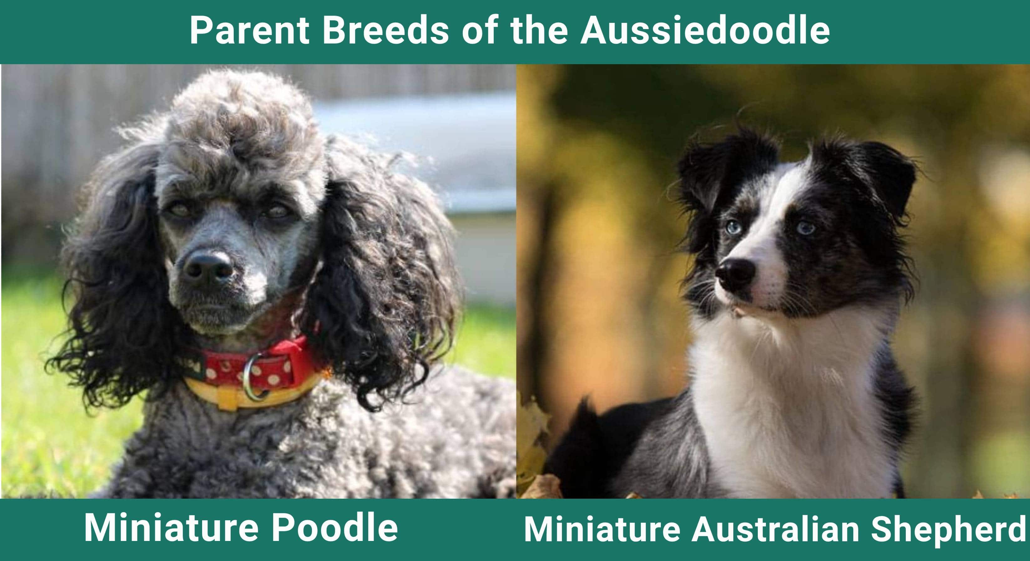 Parent_breeds_Aussiedoodle (1)