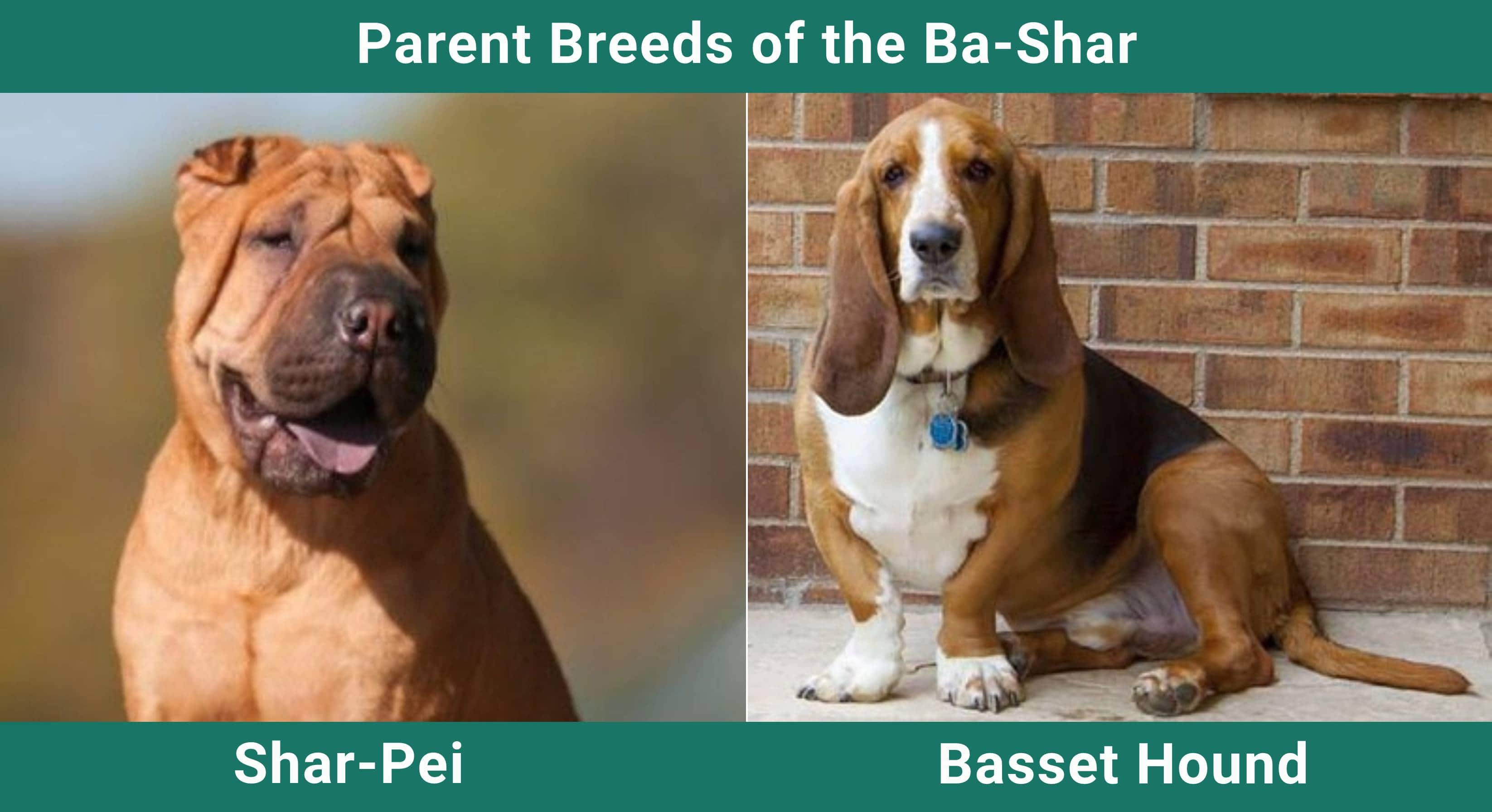 Parent_breeds_Ba-Shar