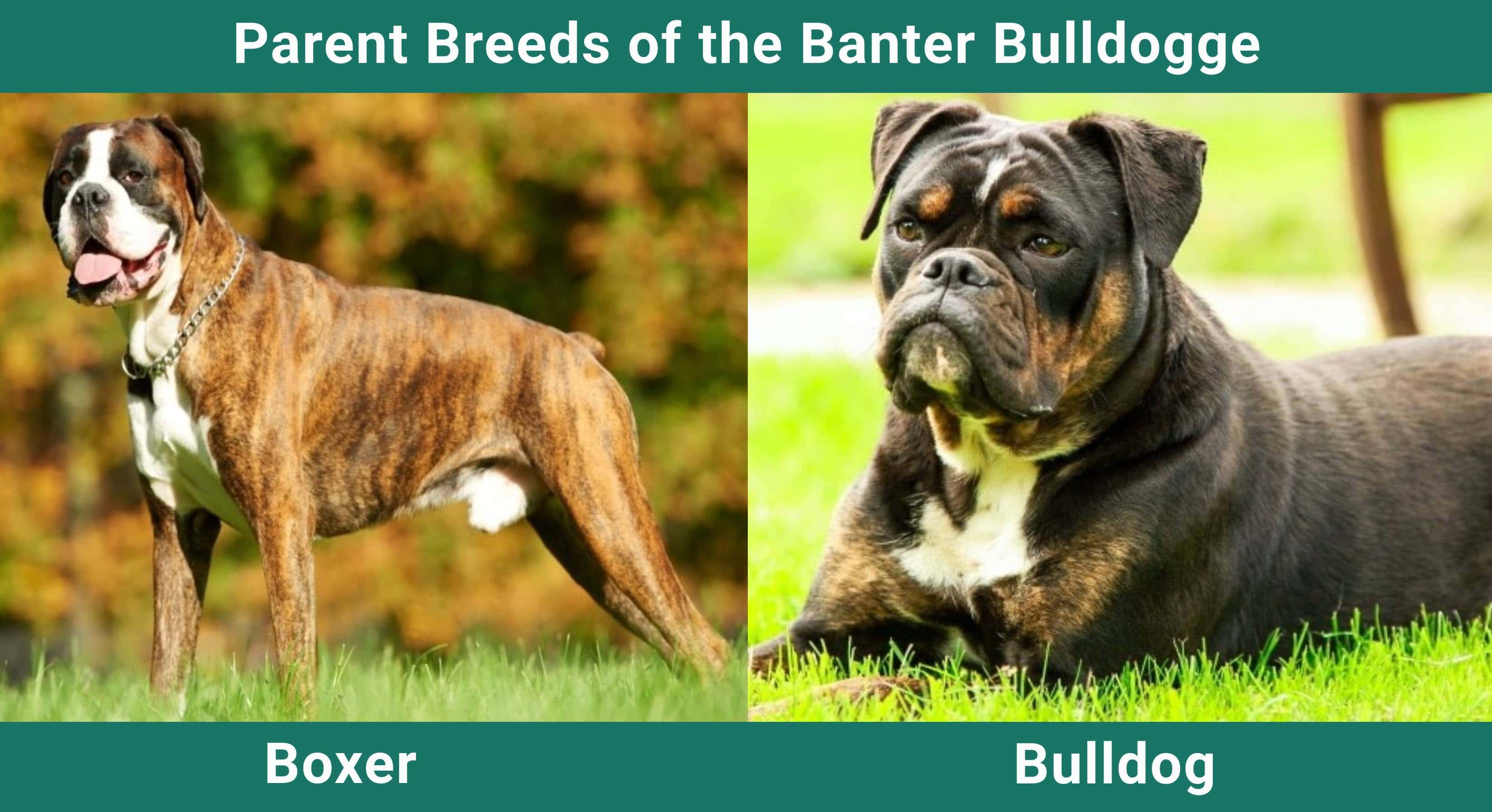 Parent_breeds_Banter-Bulldogge