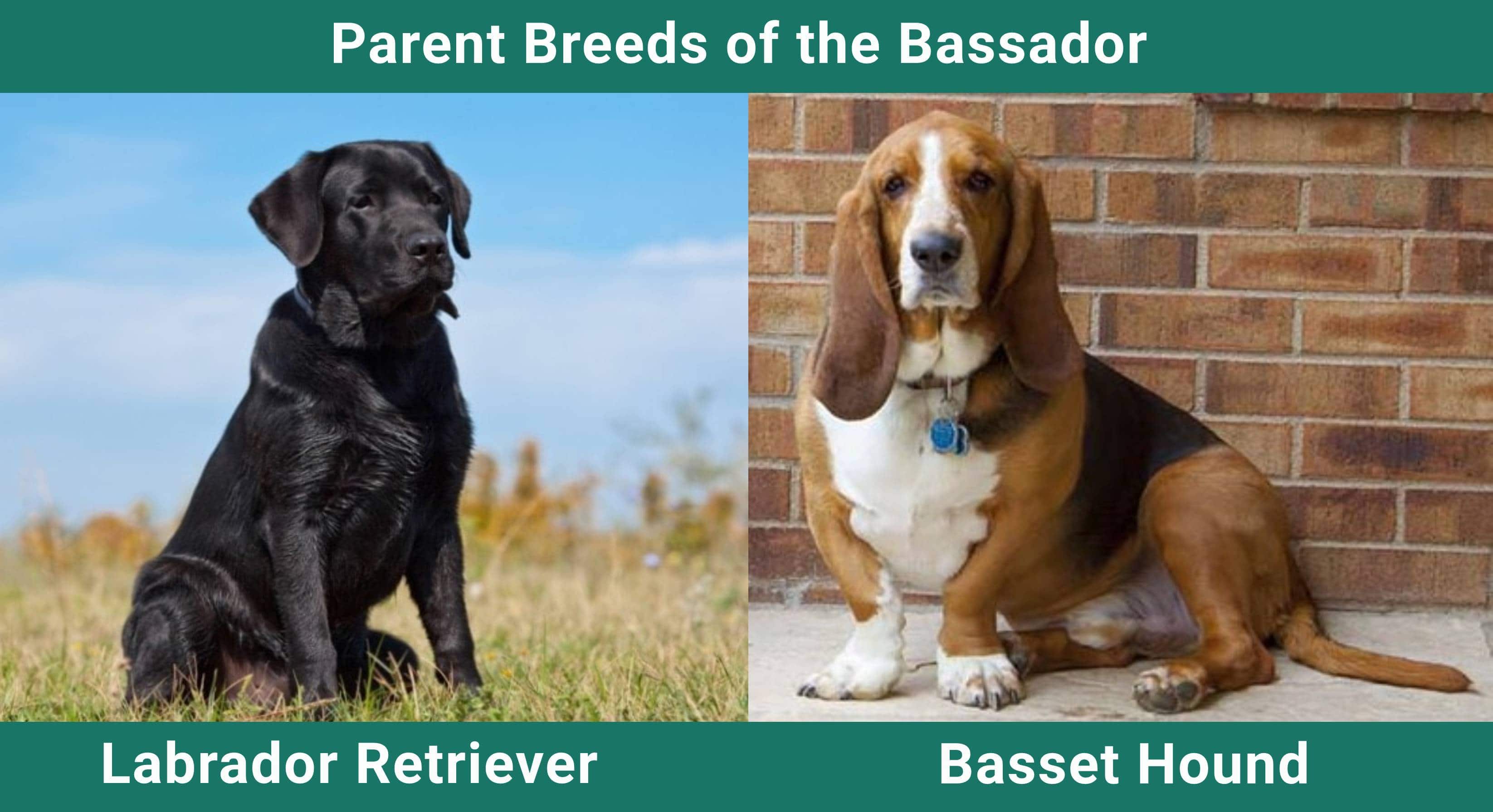 Parent_breeds_Bassador