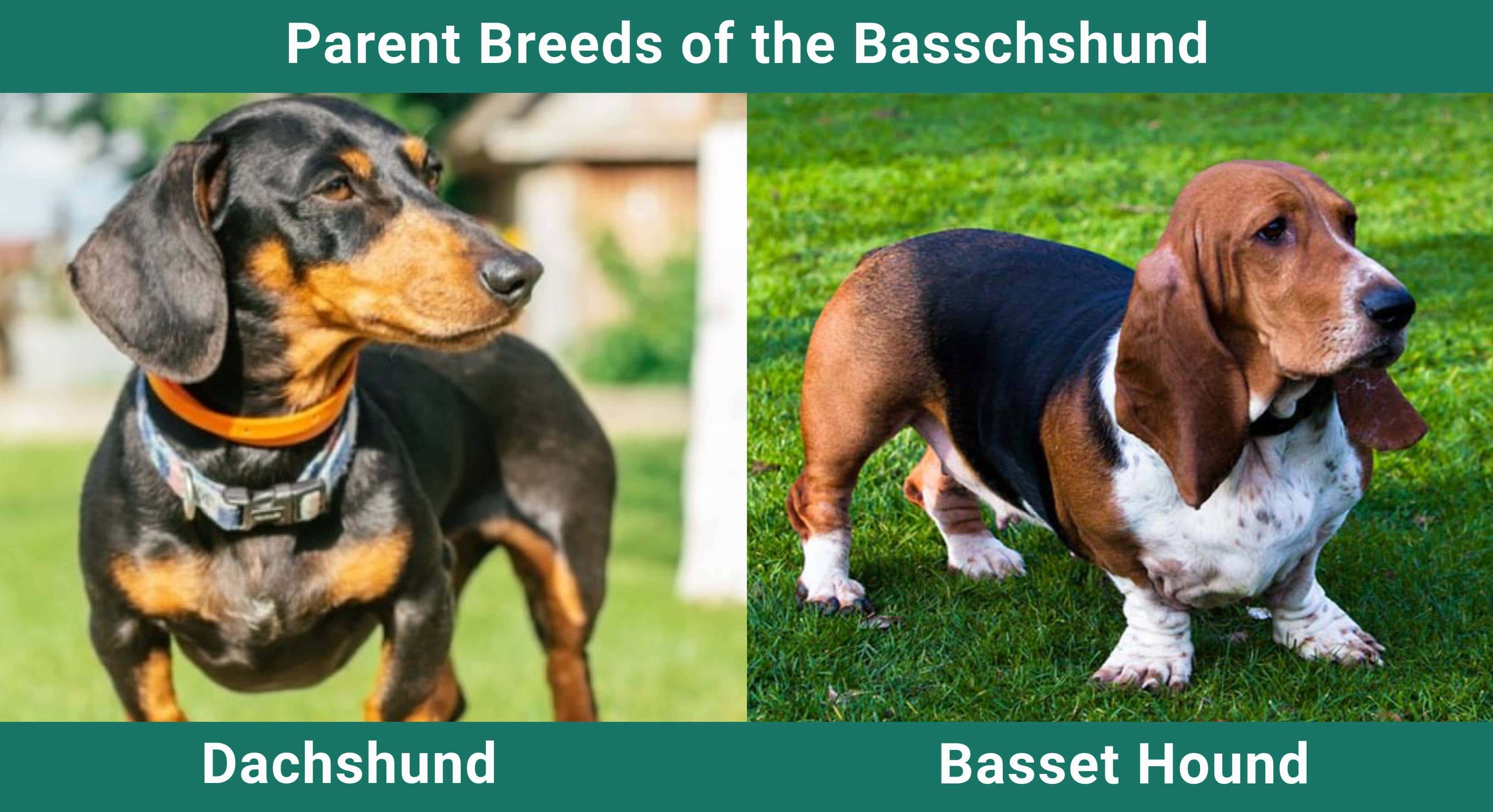 Parent_breeds_Basschshund