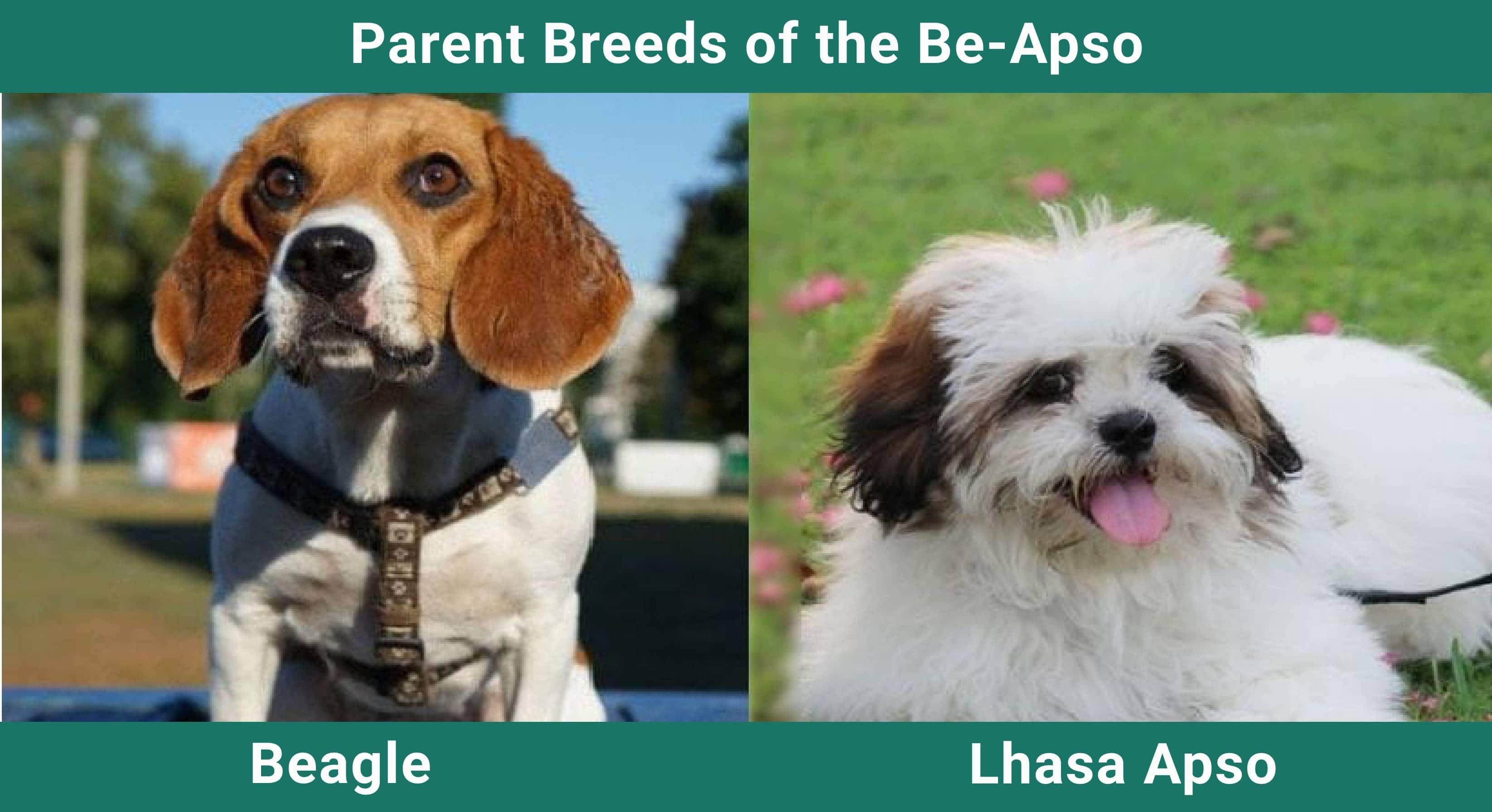 Parent_breeds_Be-Apso