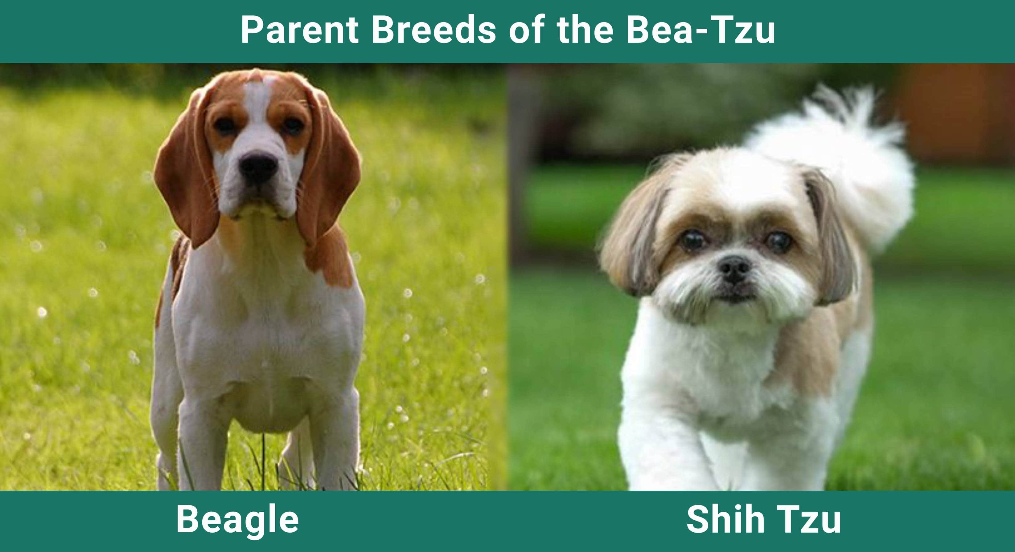 Parent_breeds_Bea-Tzu
