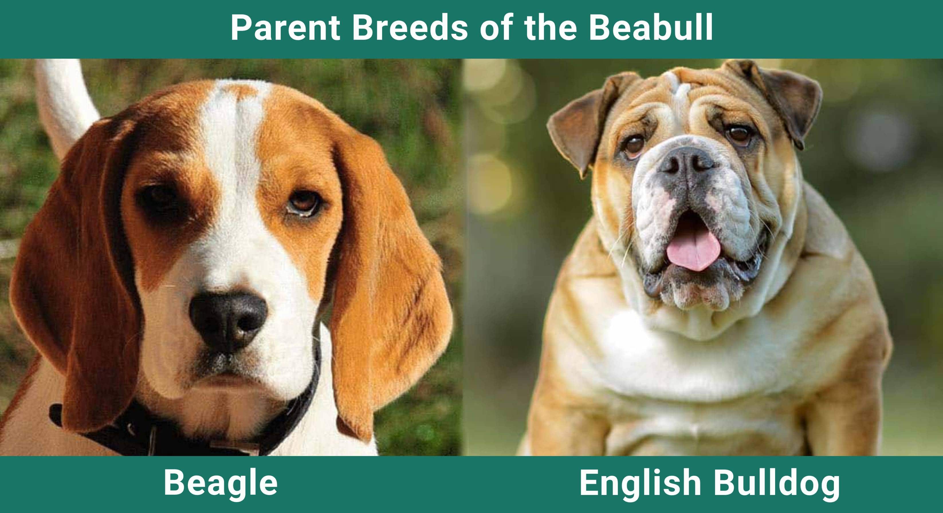 Parent_breeds_Beabull