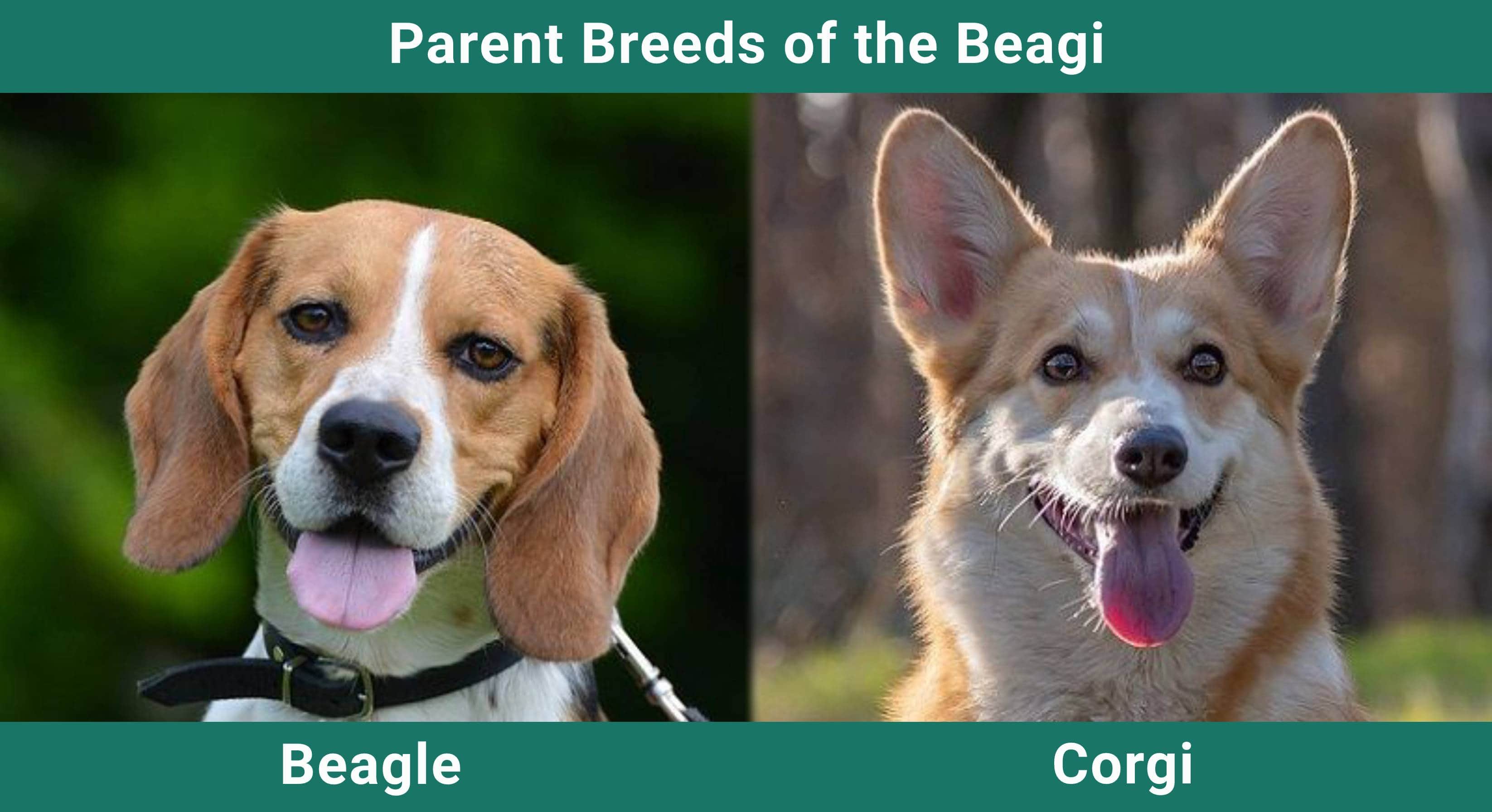 Parent_breeds_Beagi