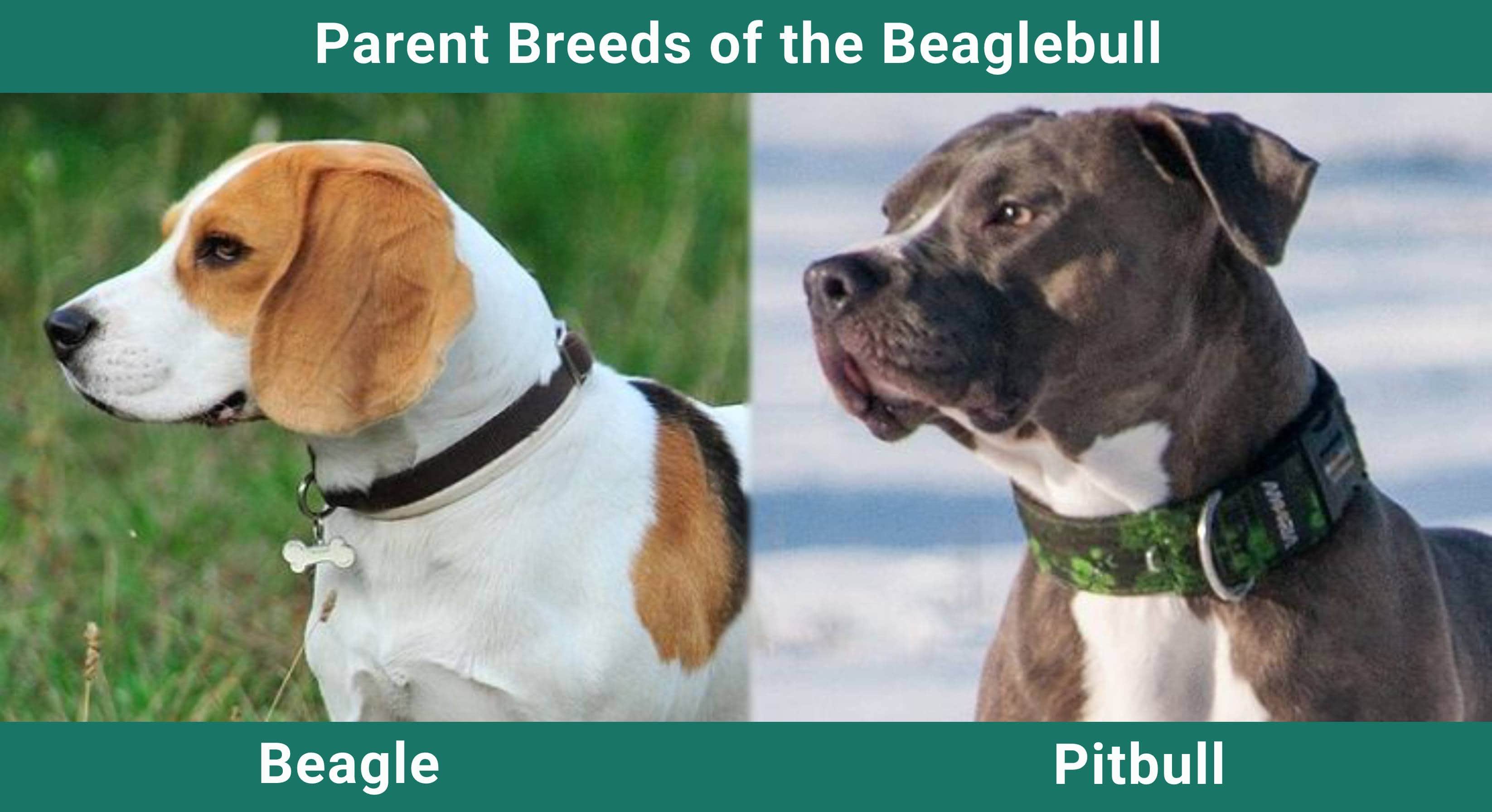 Parent_breeds_Beaglebull