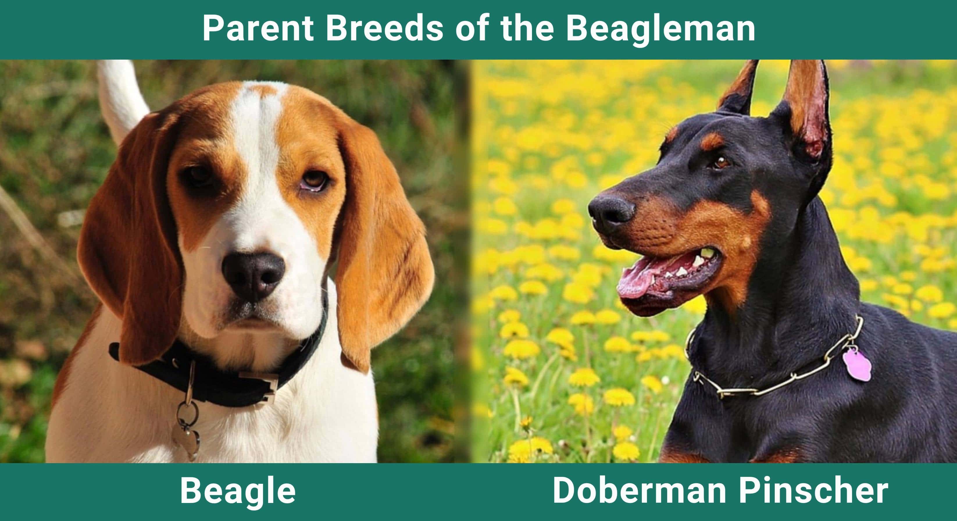 Parent_breeds_Beagleman