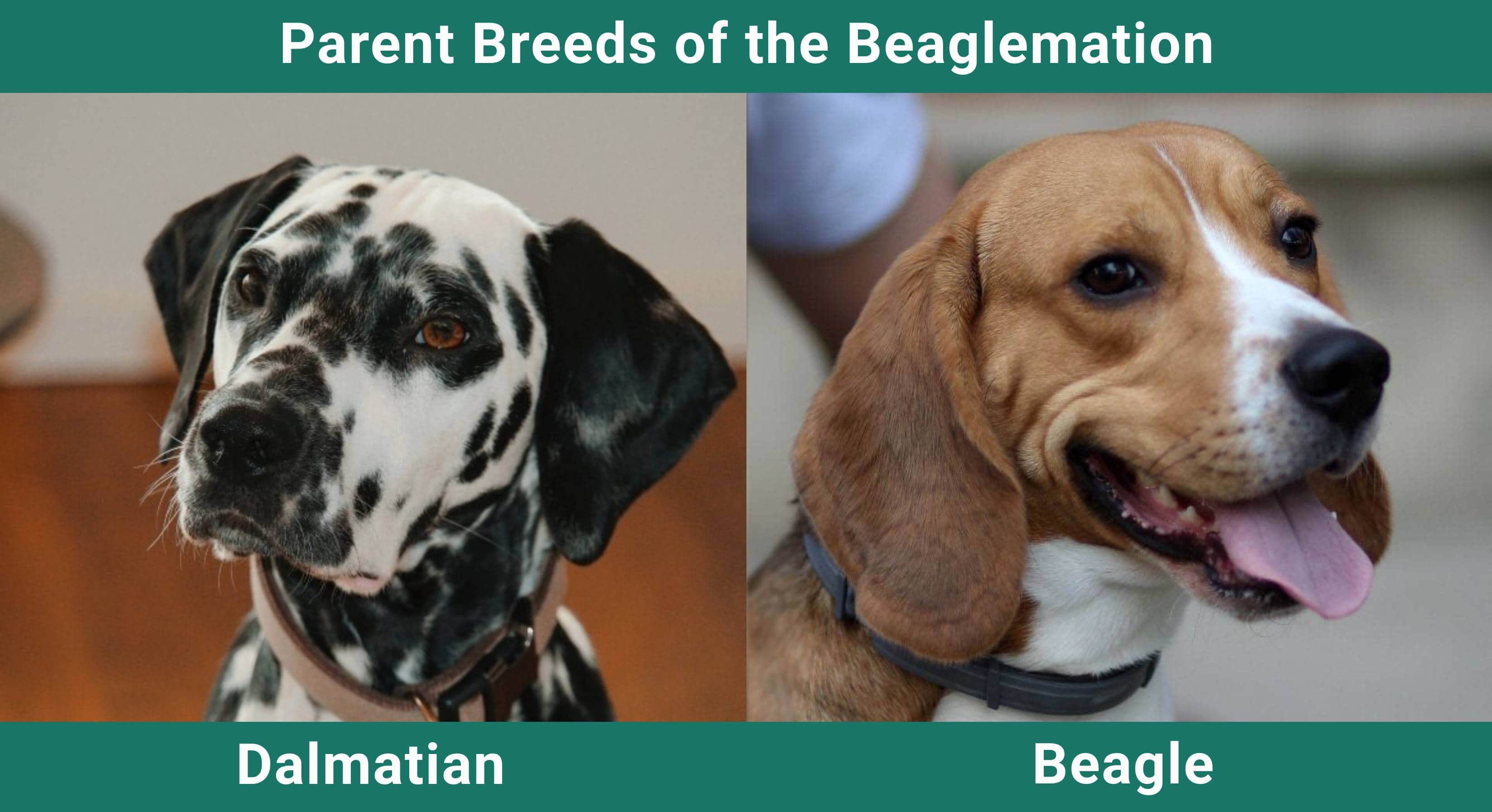 Parent_breeds_Beaglemation