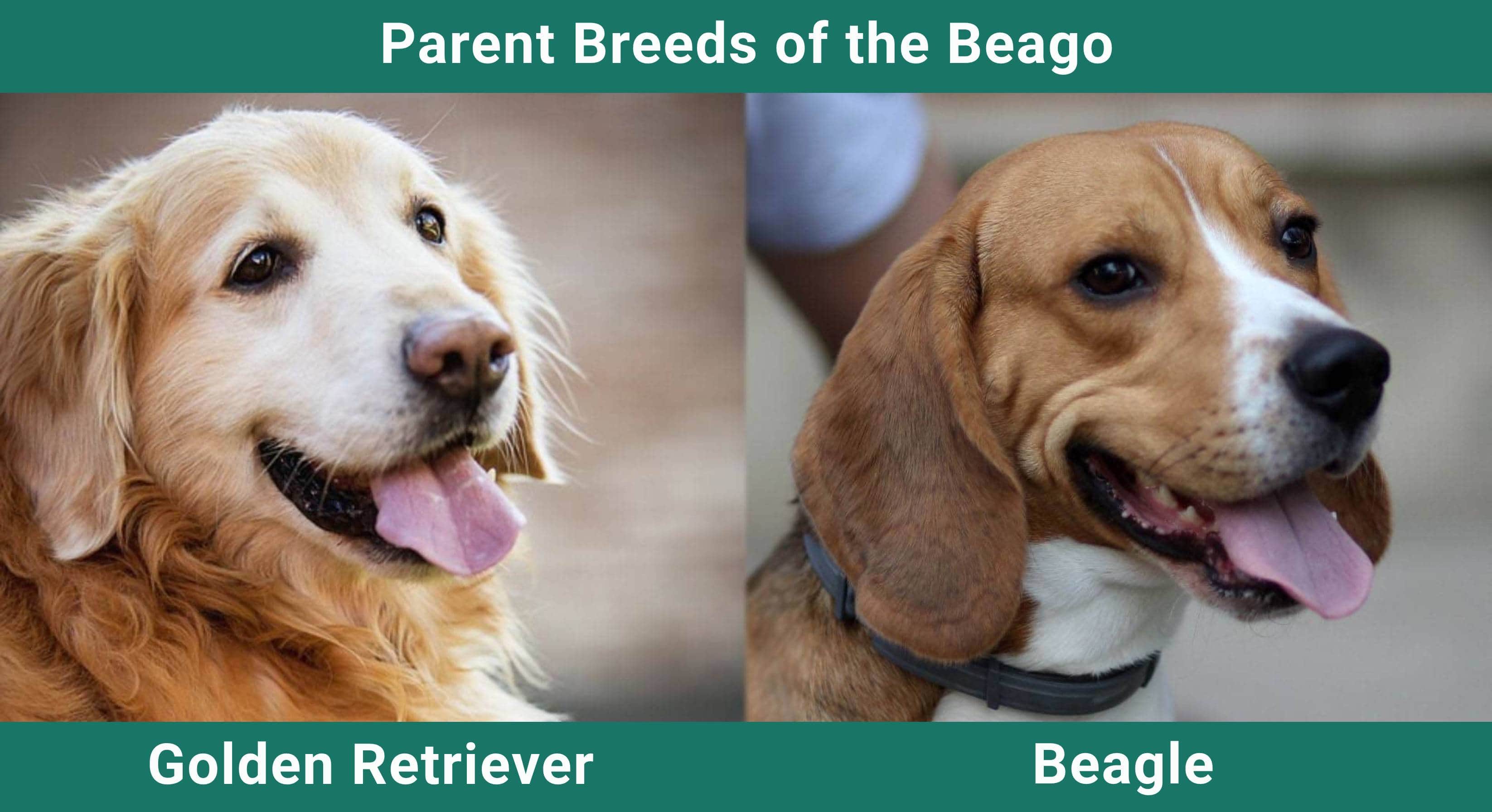 Parent_breeds_Beago