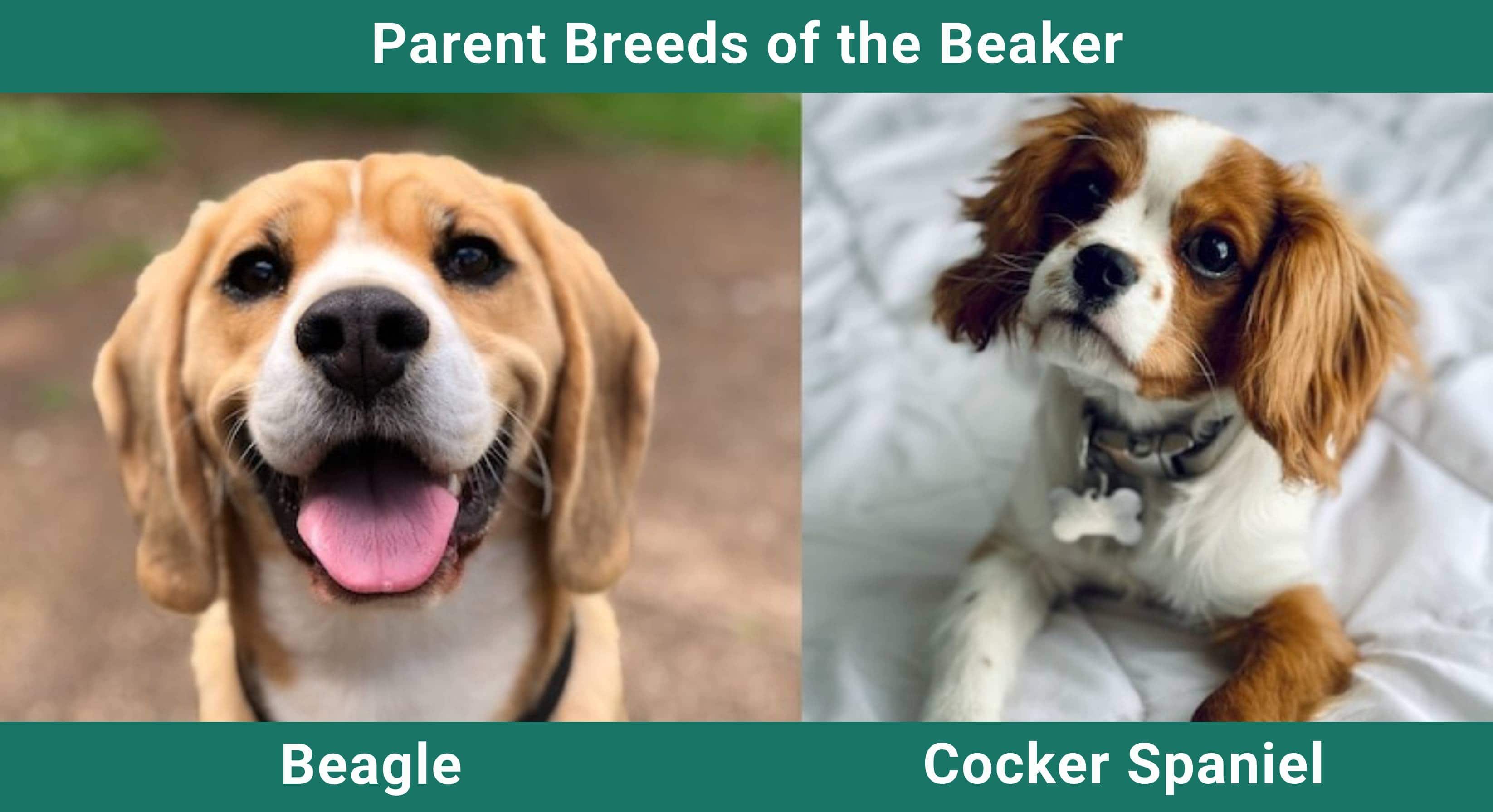 Parent_breeds_Beaker
