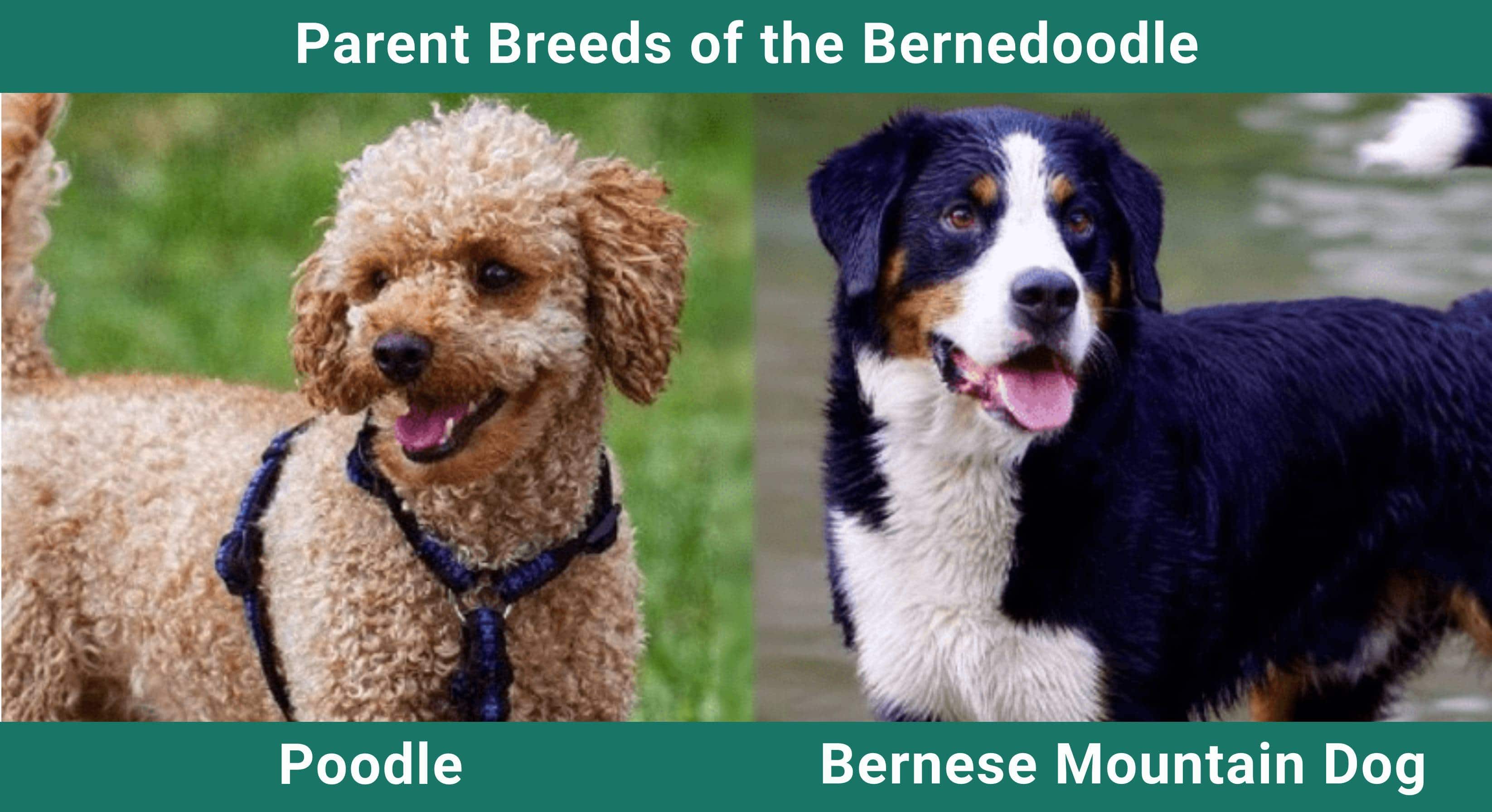 Parent_breeds_Bernedoodle