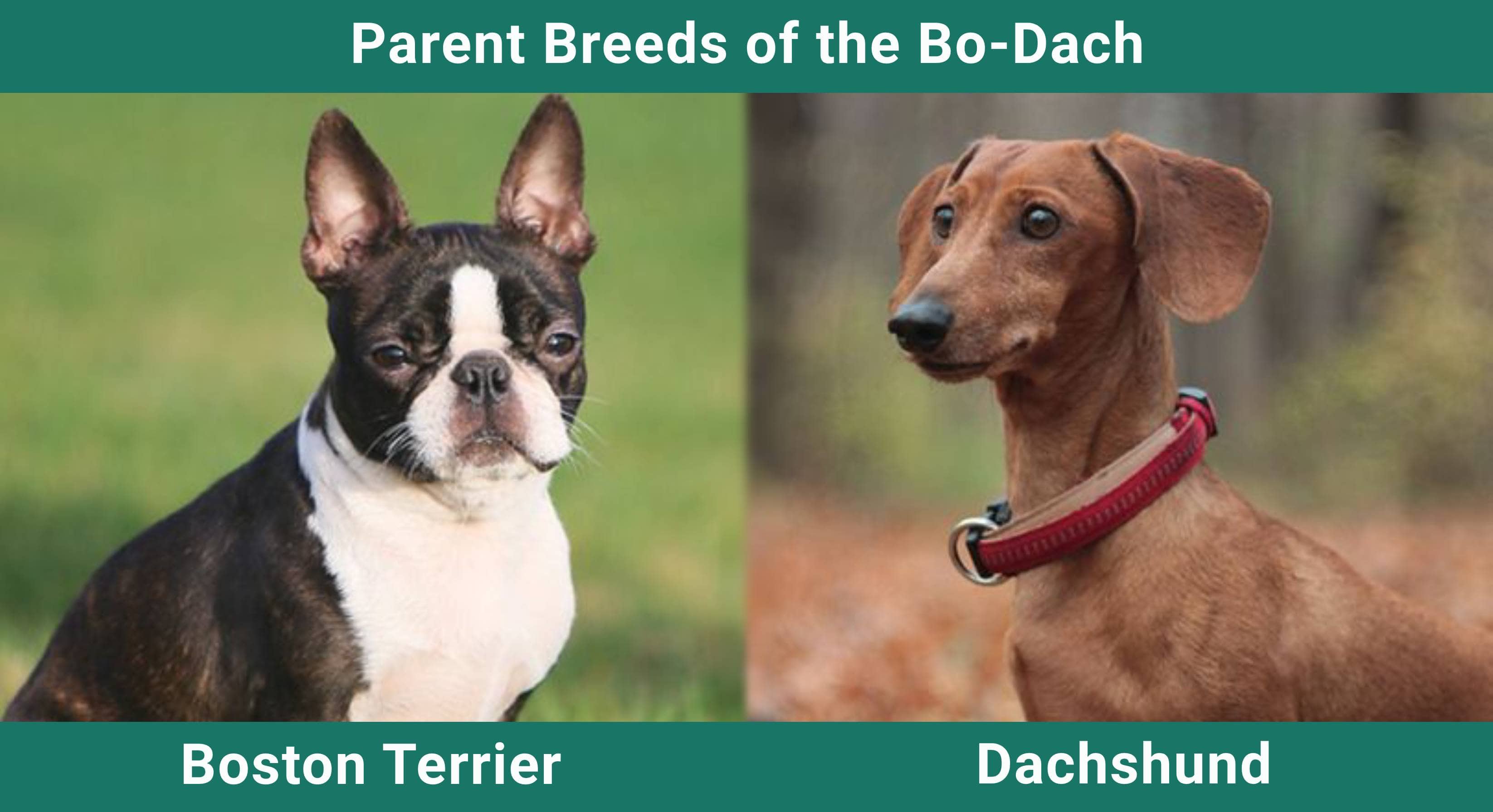 Parent_breeds_Bo Dach