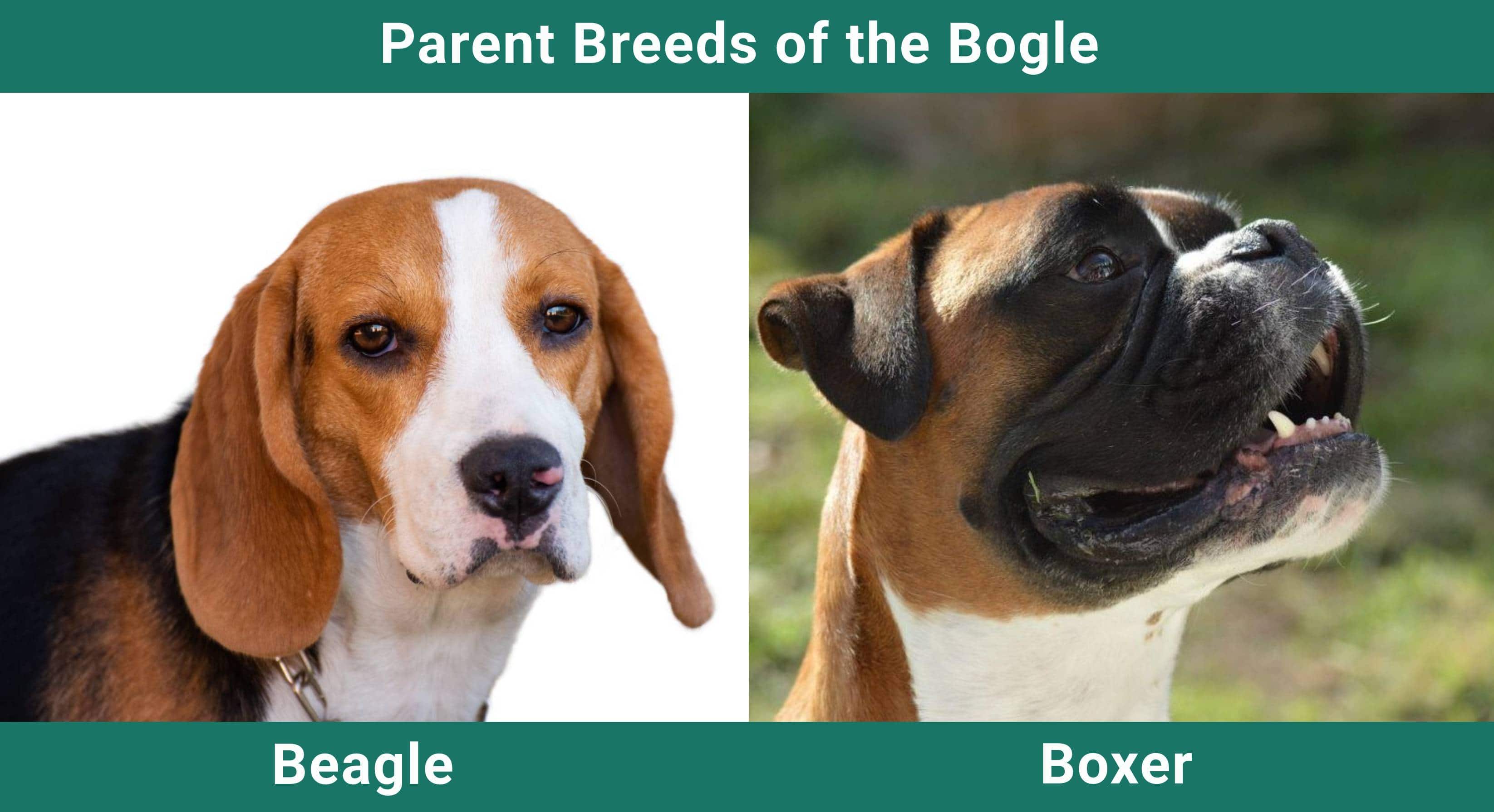 Parent_breeds_Bogle