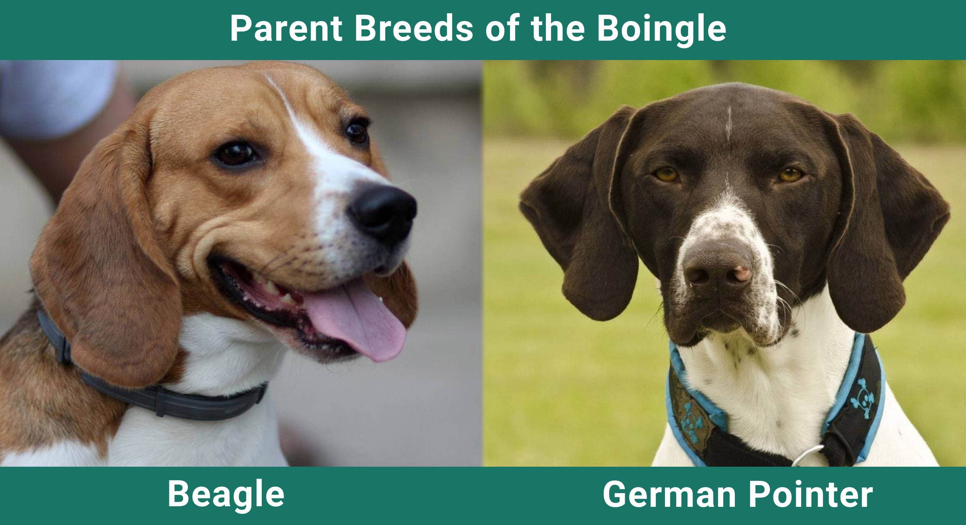 Parent_breeds_Boingle