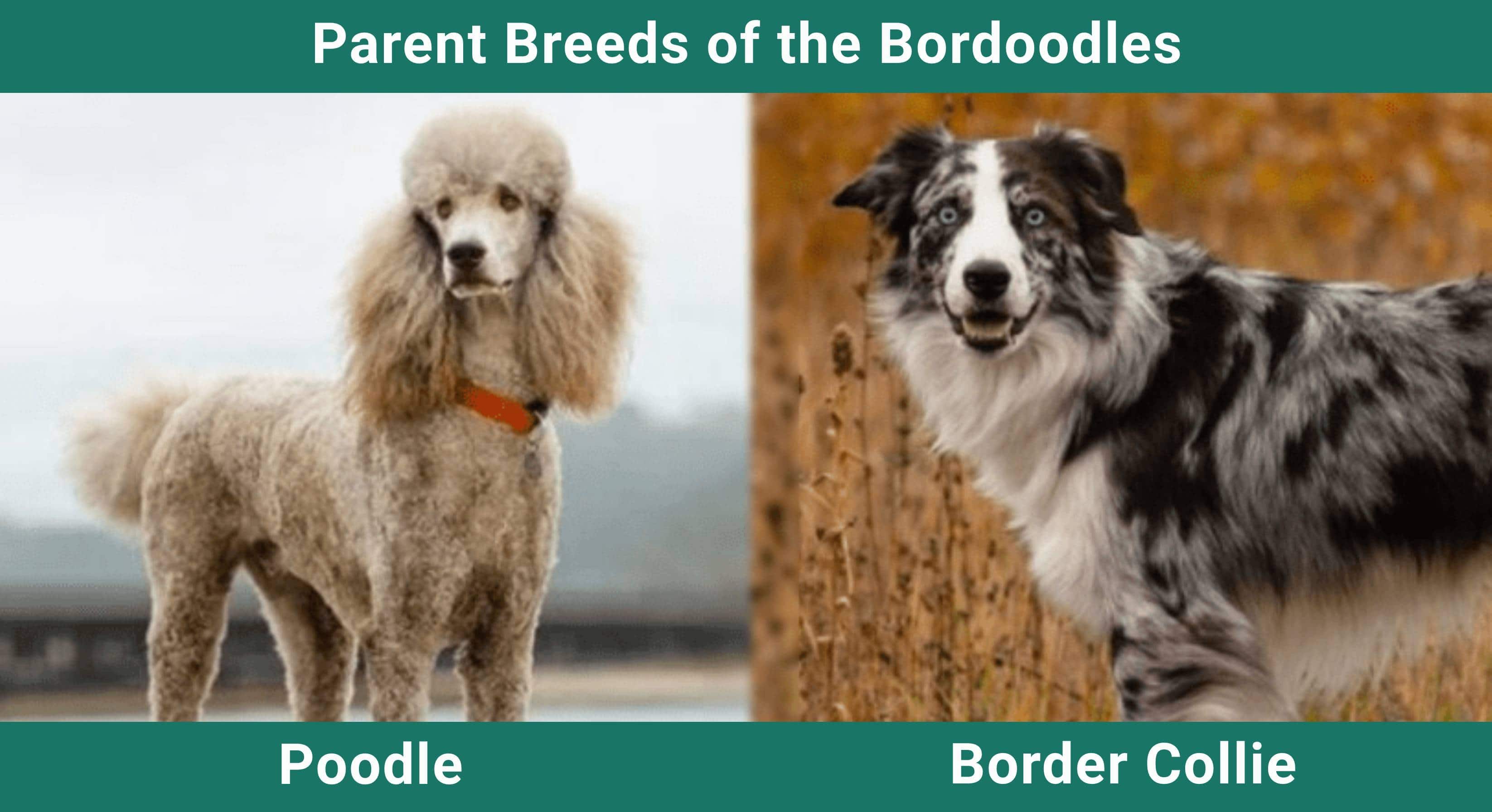 Parent_breeds_Bordoodles